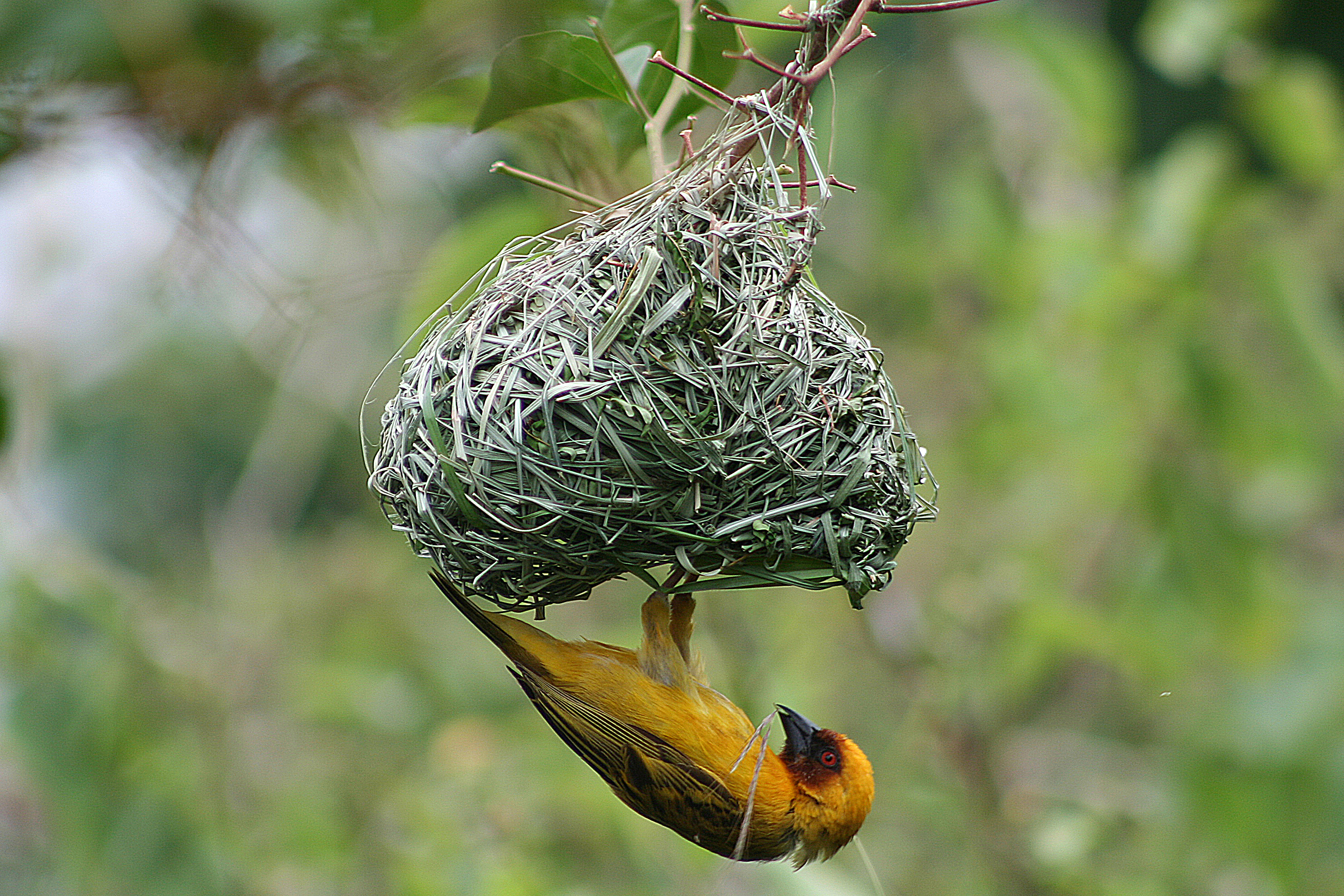 Ruppell's Weaver Rift Valley, Ethiopia