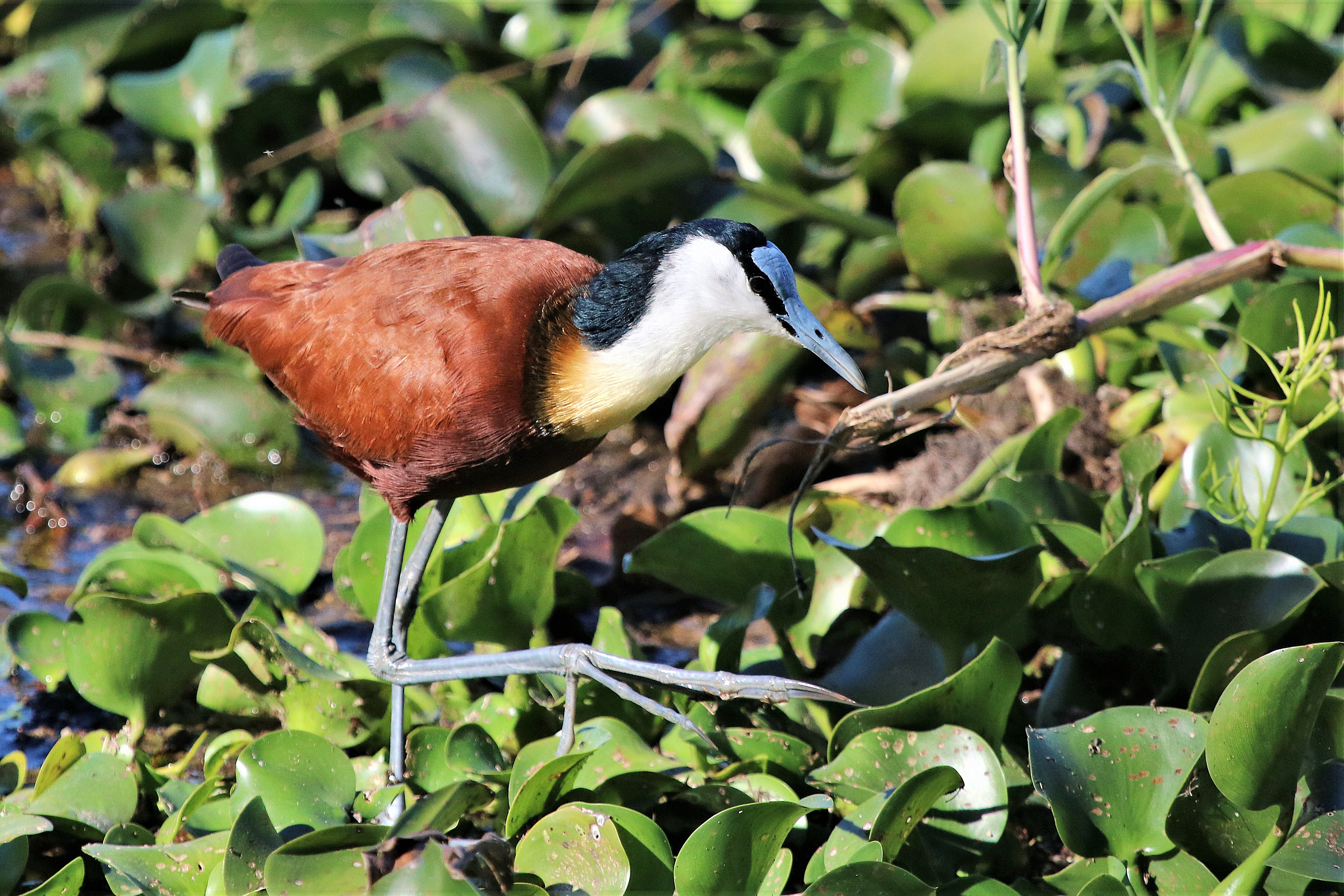 African Jacana Msuna Island, Zambezi River, Zimbabwe