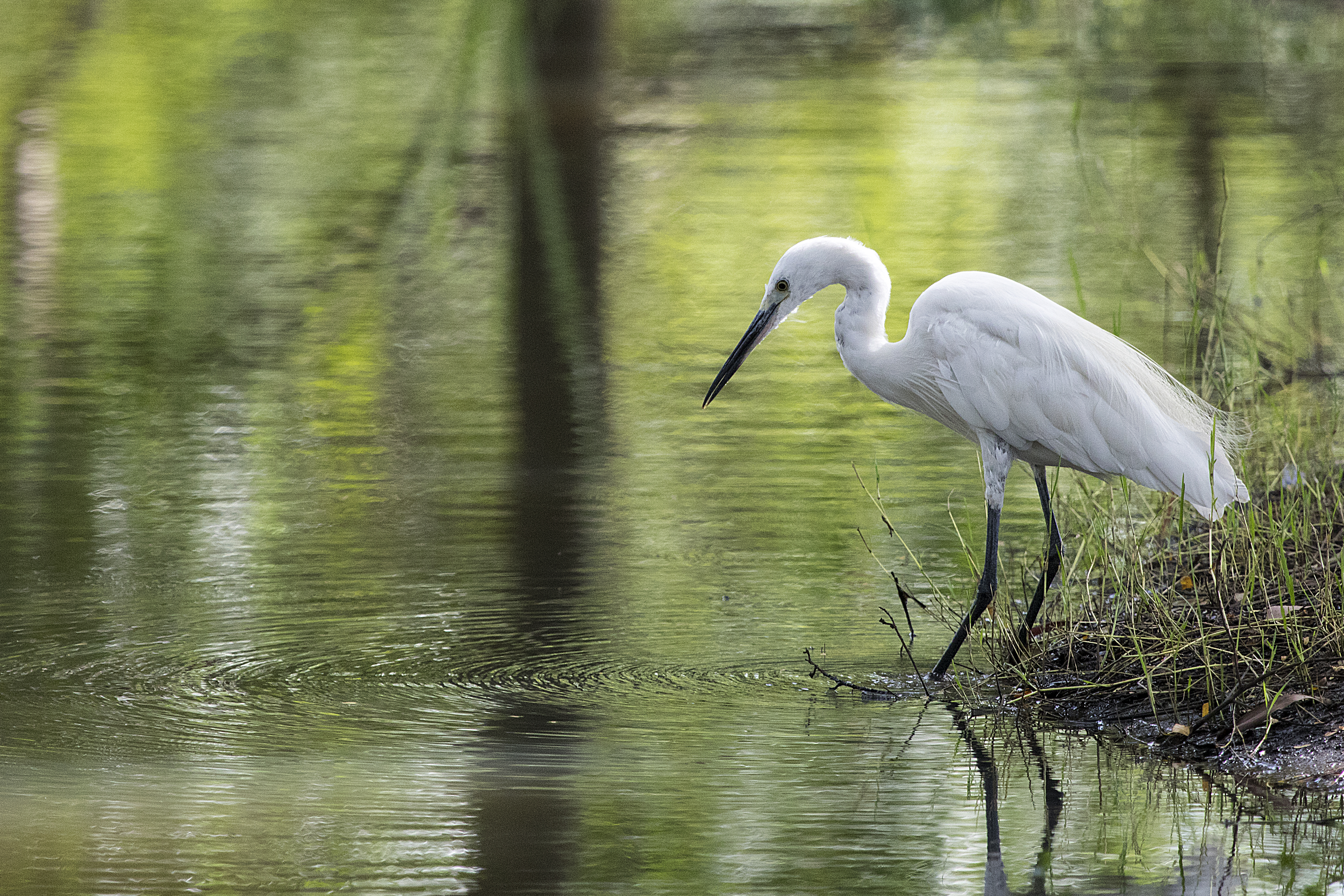 Lesser egret  Suan Rot Fai, Bangkok, Thailand