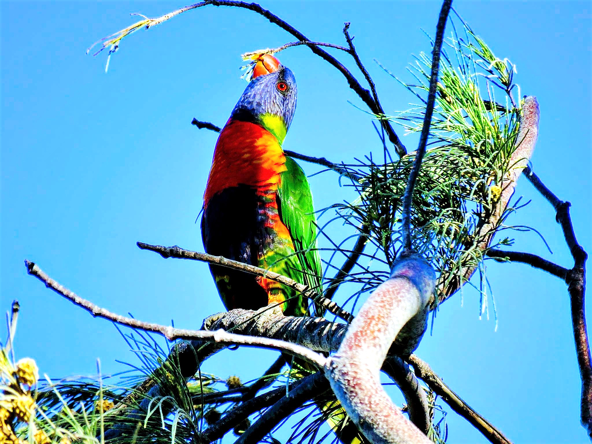 Rainbow Lorokeet Queensland Australia
