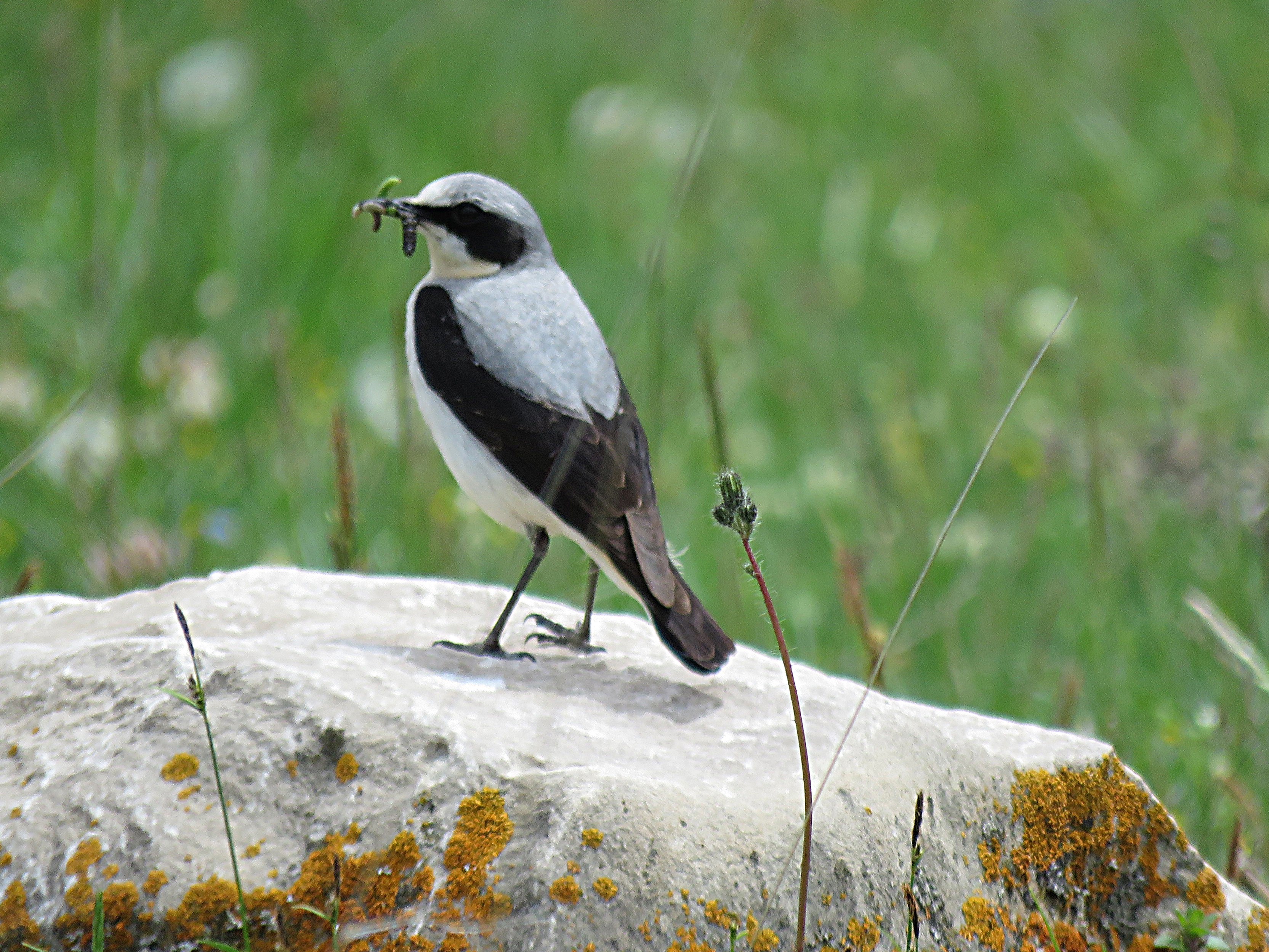 Northern Wheatear Lahic, Caucasus Mts., Azerbaijan