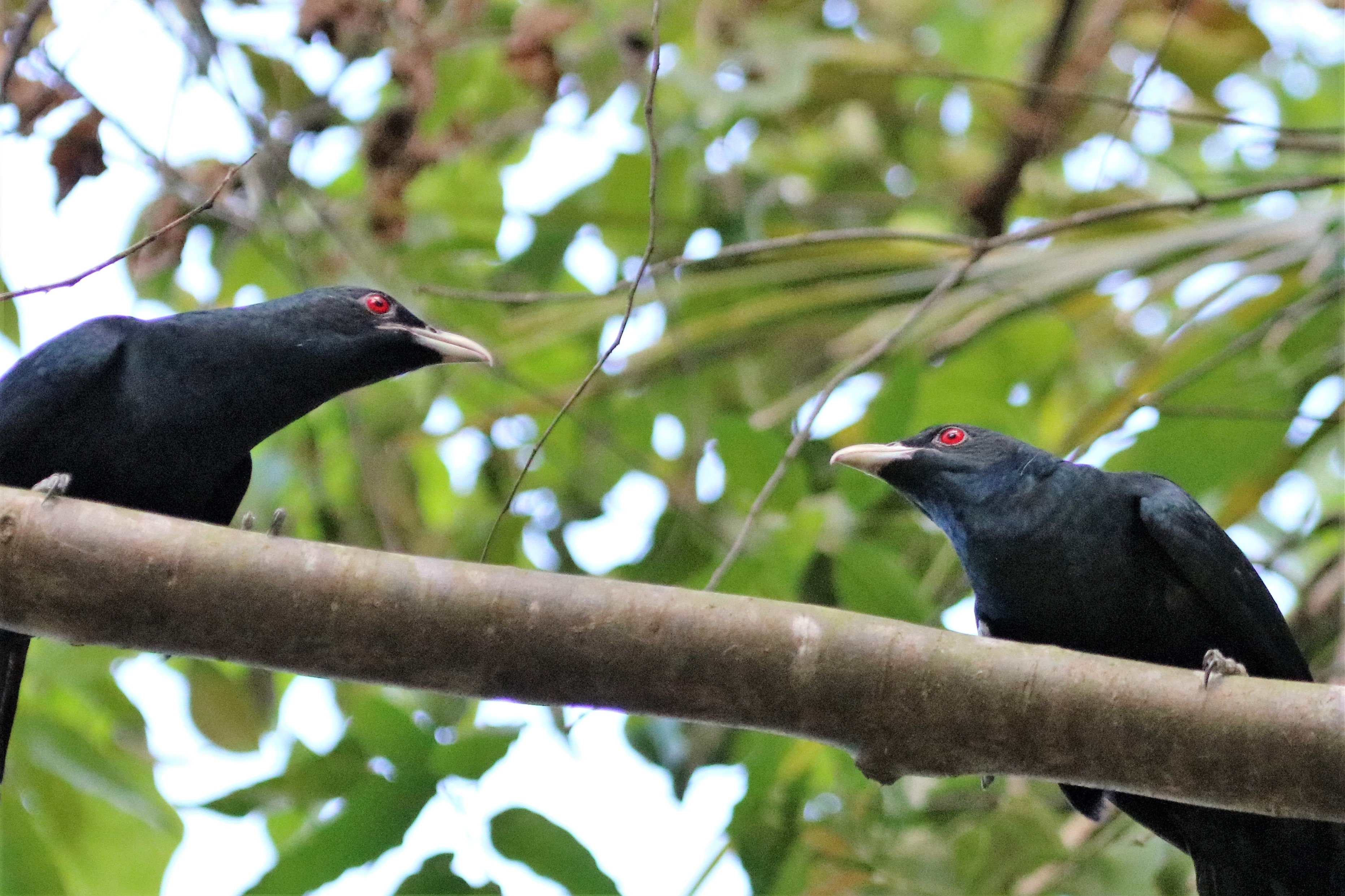 Asian Koel  Koh Phangan, Thailand
