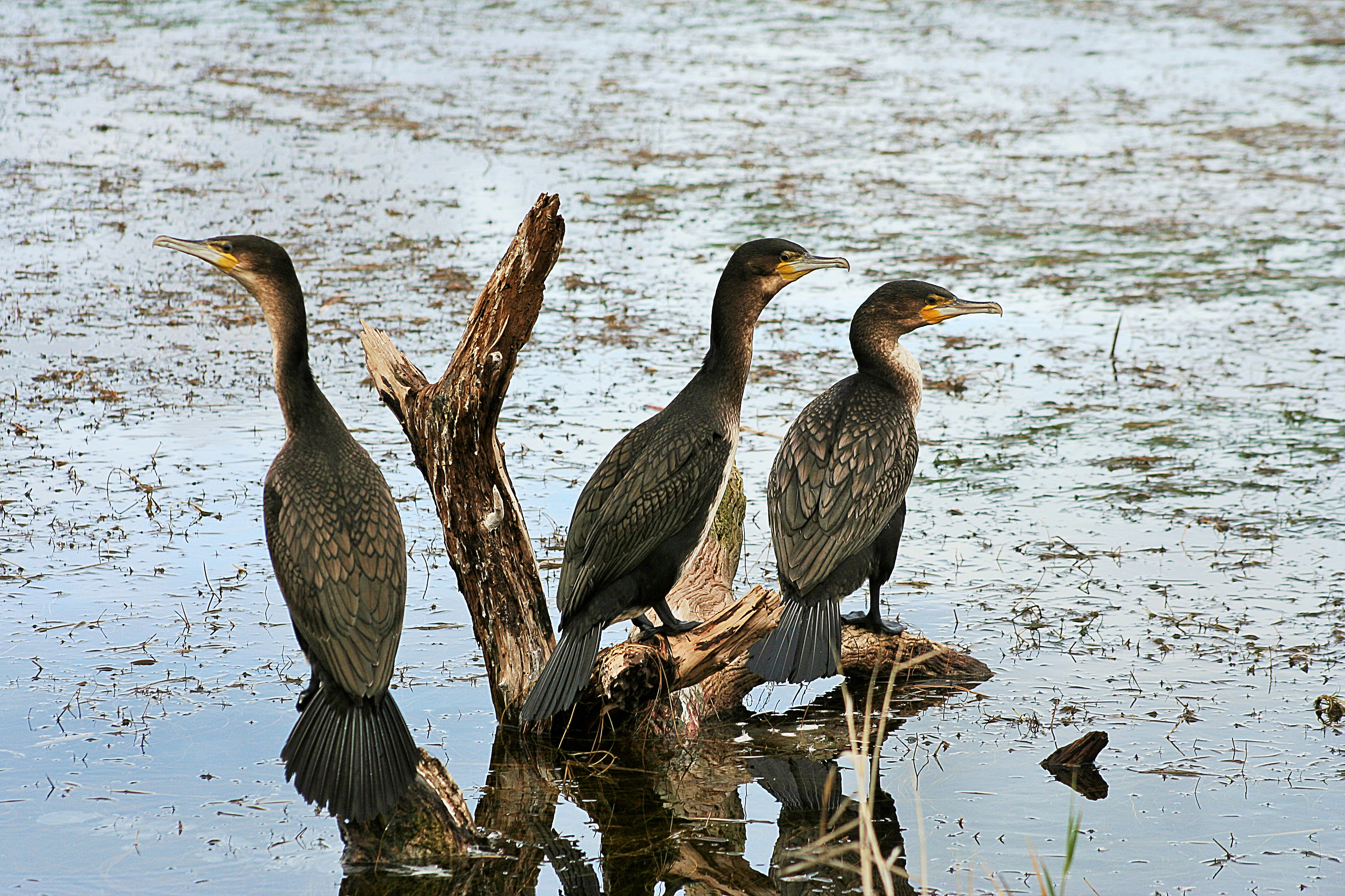 White-breasted cormorant Bo-Langvlei, Wilderness, Western Cape