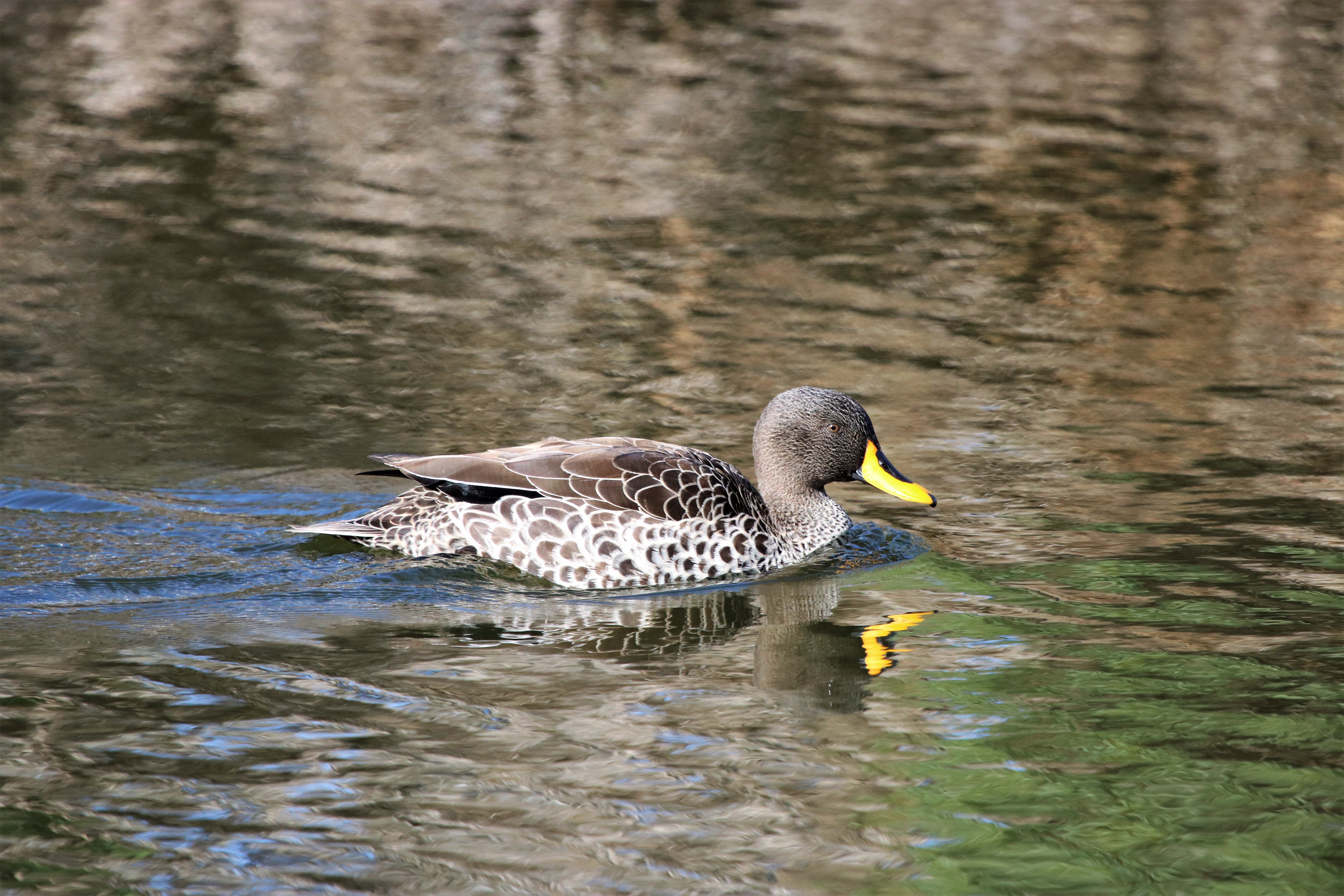 Yellow-billed duck Thesen Island, Western Cape