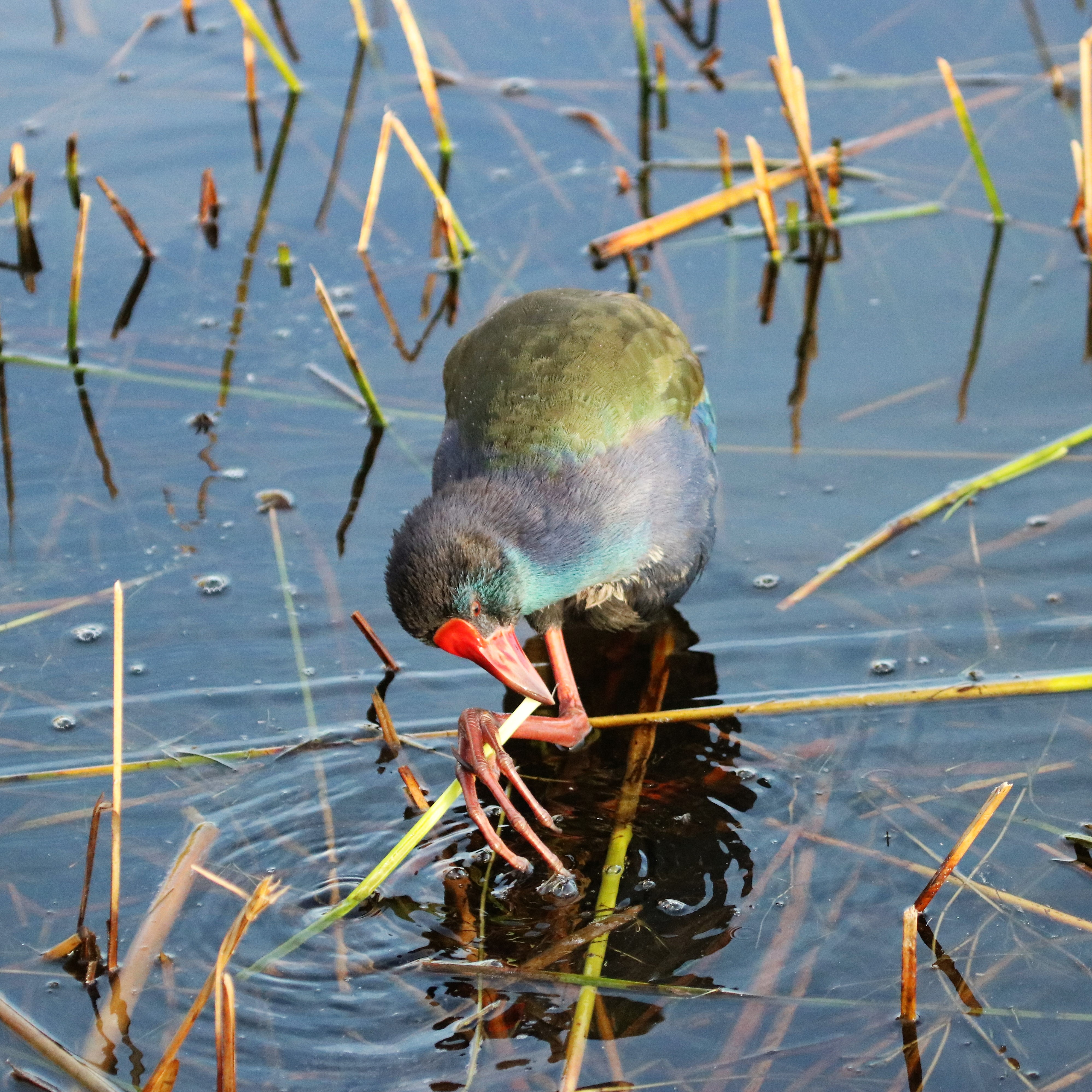Purple swamphen Rondevlei, Sedgefield, Western Cape