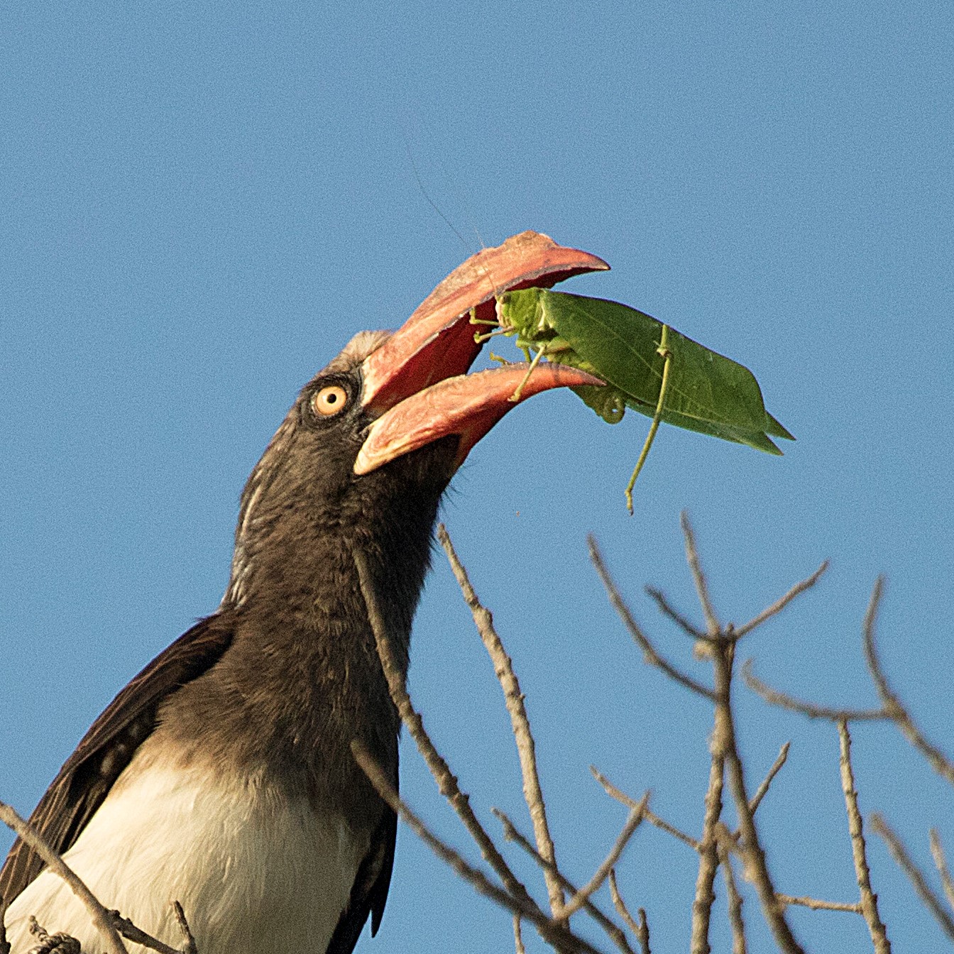 Crowned hornbill Incaha Island, Mozambique