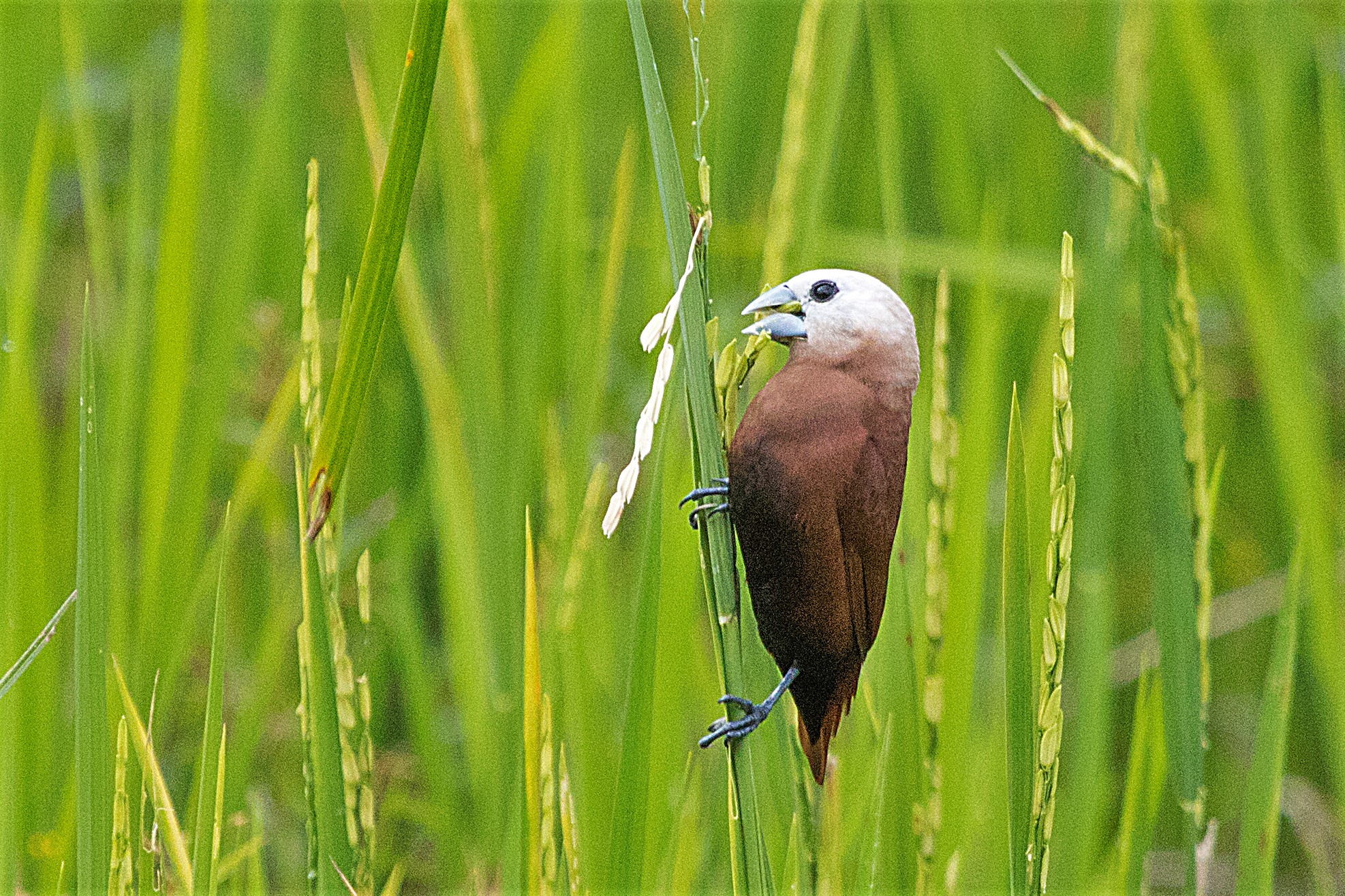 White-headed munia Samosir Island, Lake Toba, Sumatra