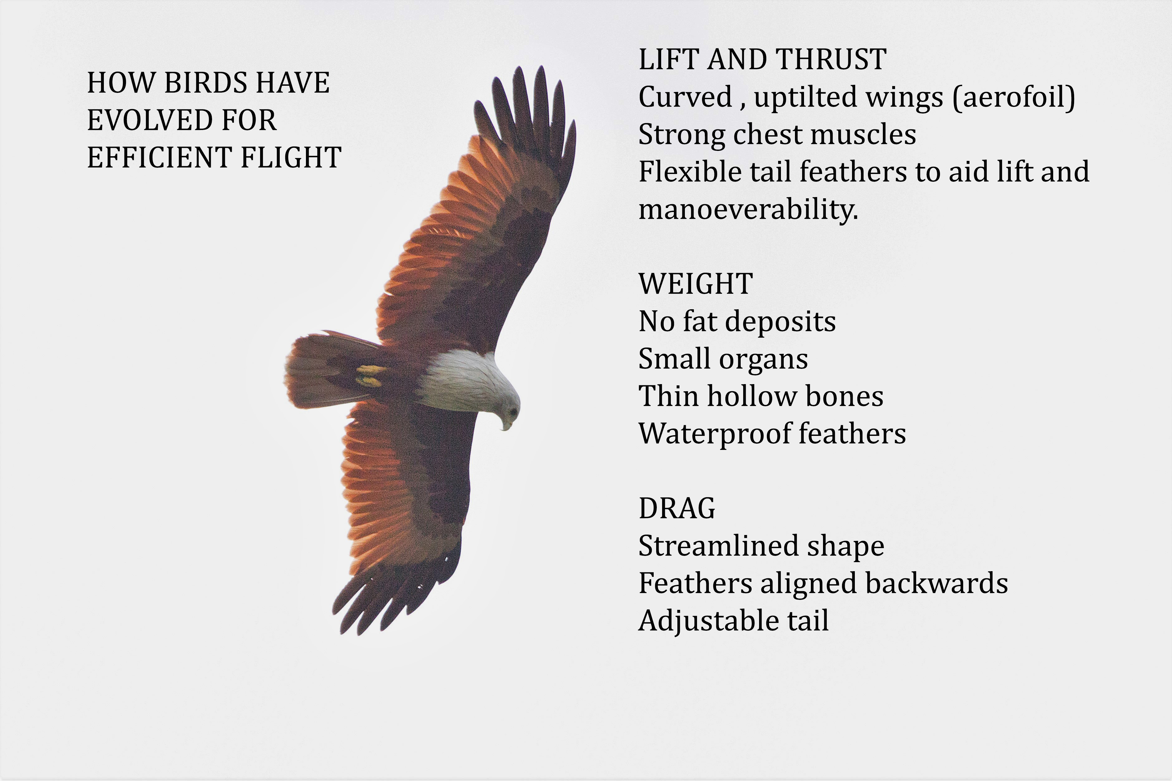 Brahminy Kite