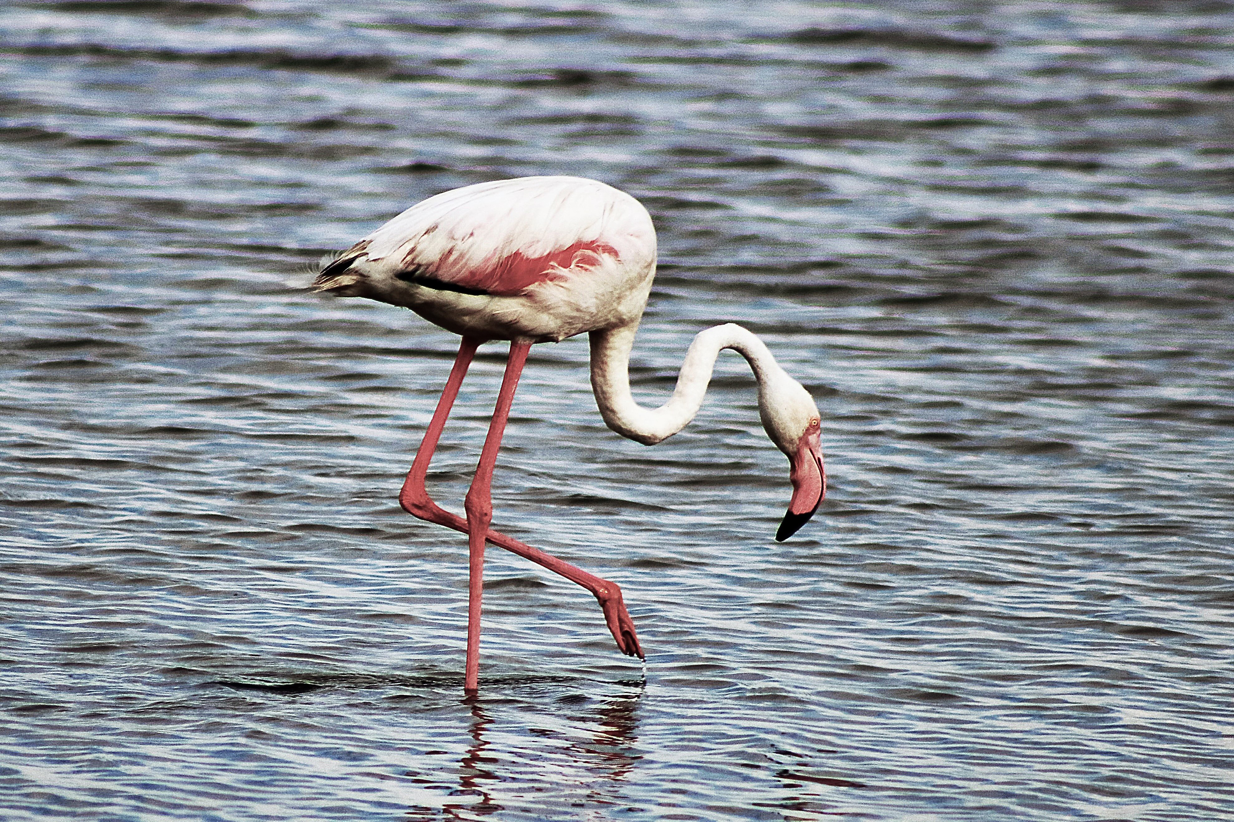 Greater Flamingo Walvis Bay, Namibia