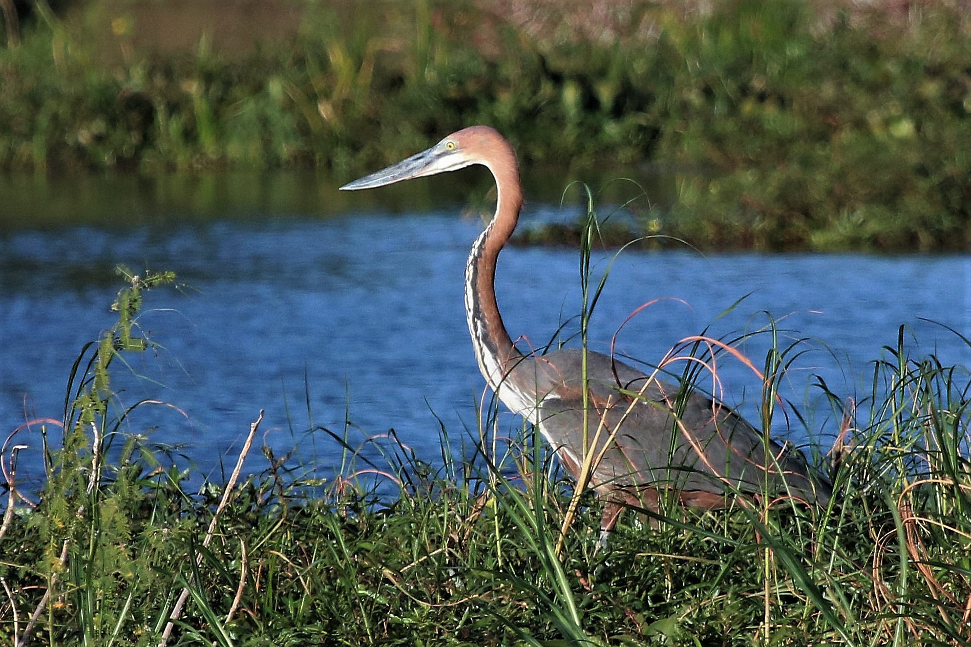 Goliath Heron Msuna Island Zimbabwe