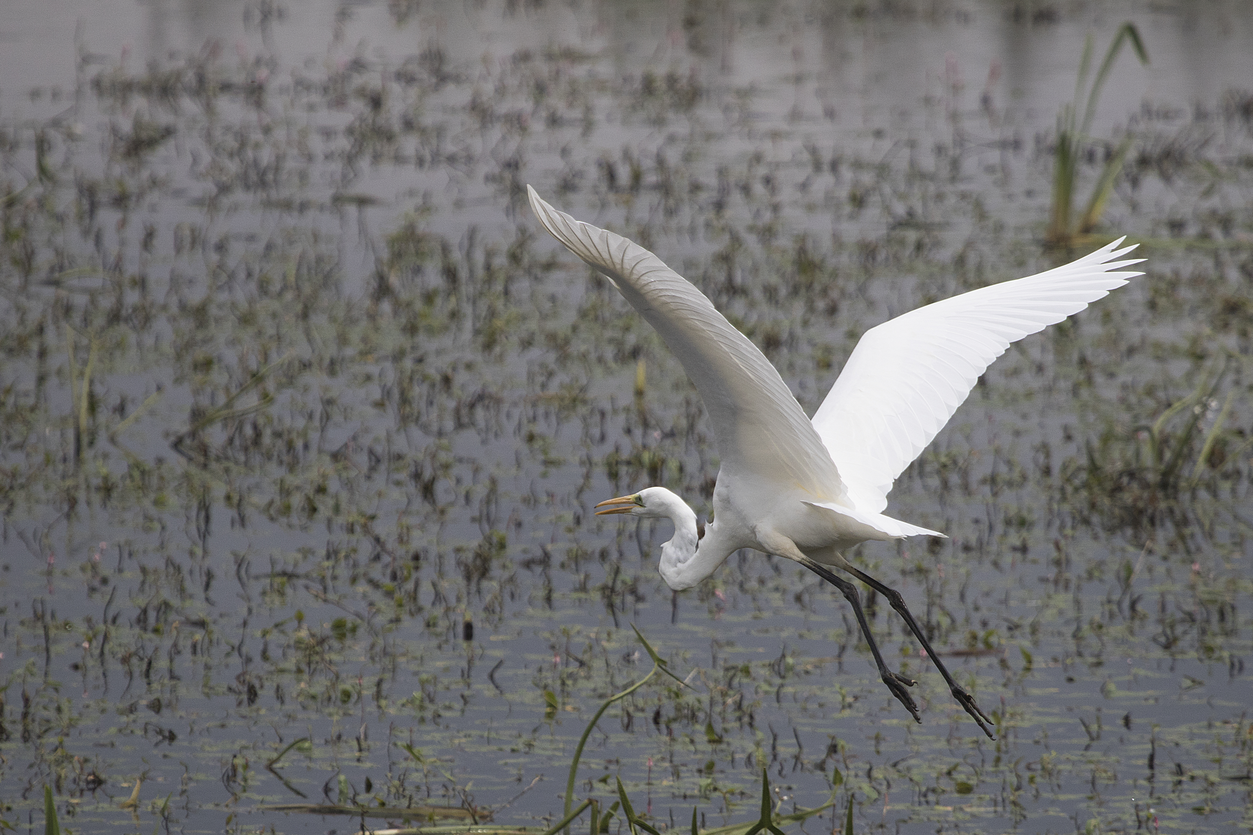 Great Egret Somerset Levels UK