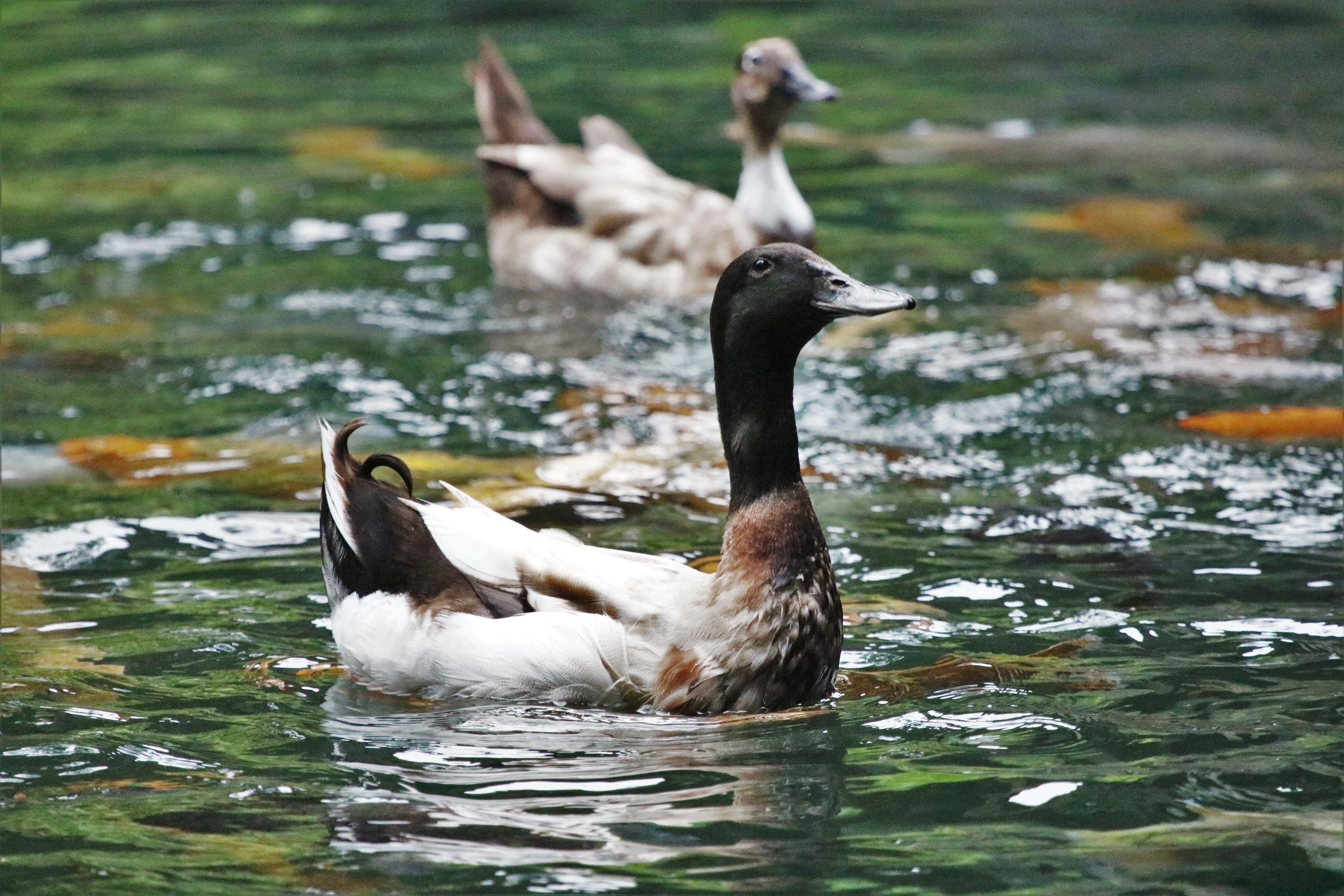 Hybrid Duck Bali Indonesia
