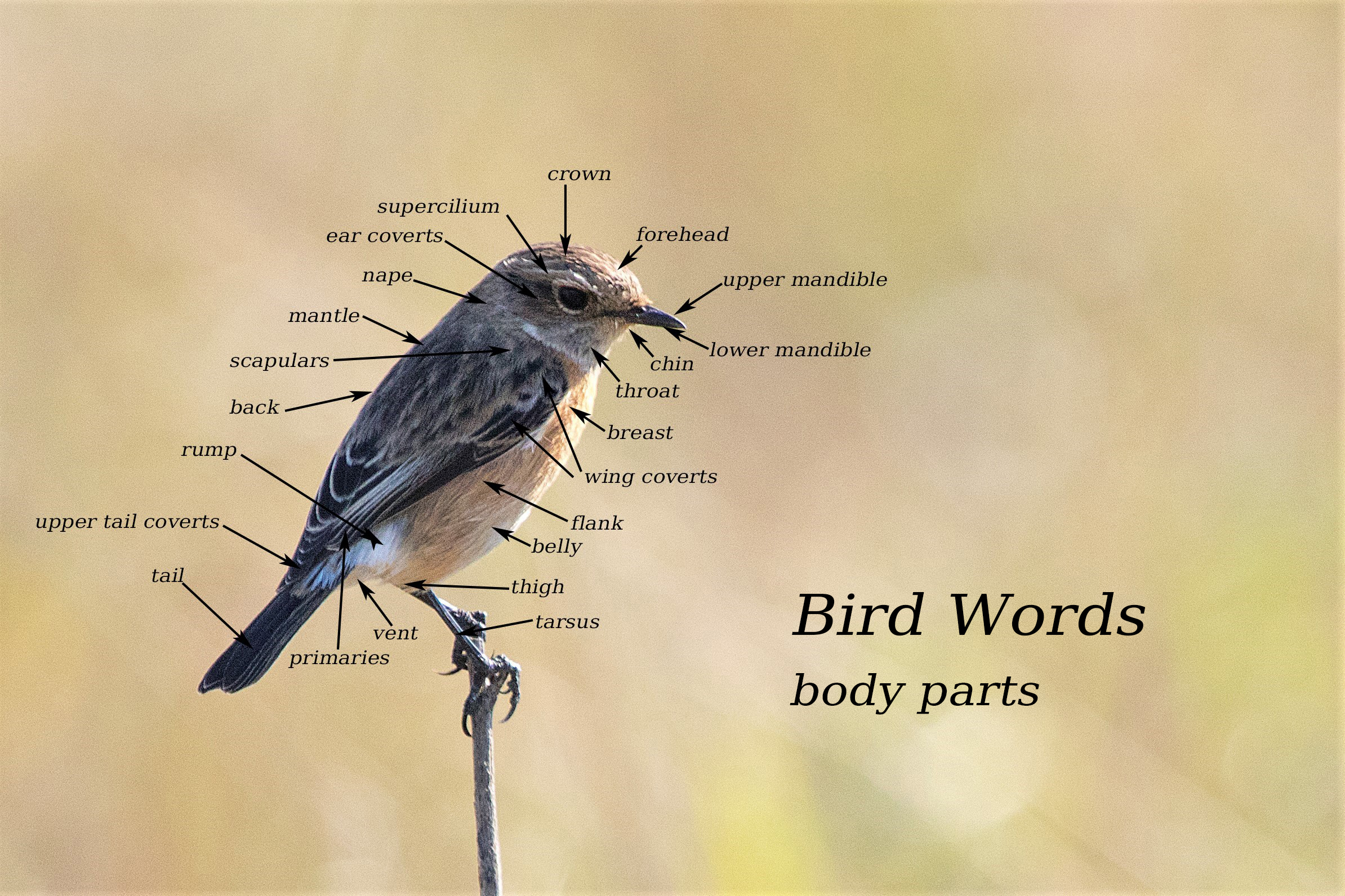 African Stonechat St Lucia Wetlands, SA body parts