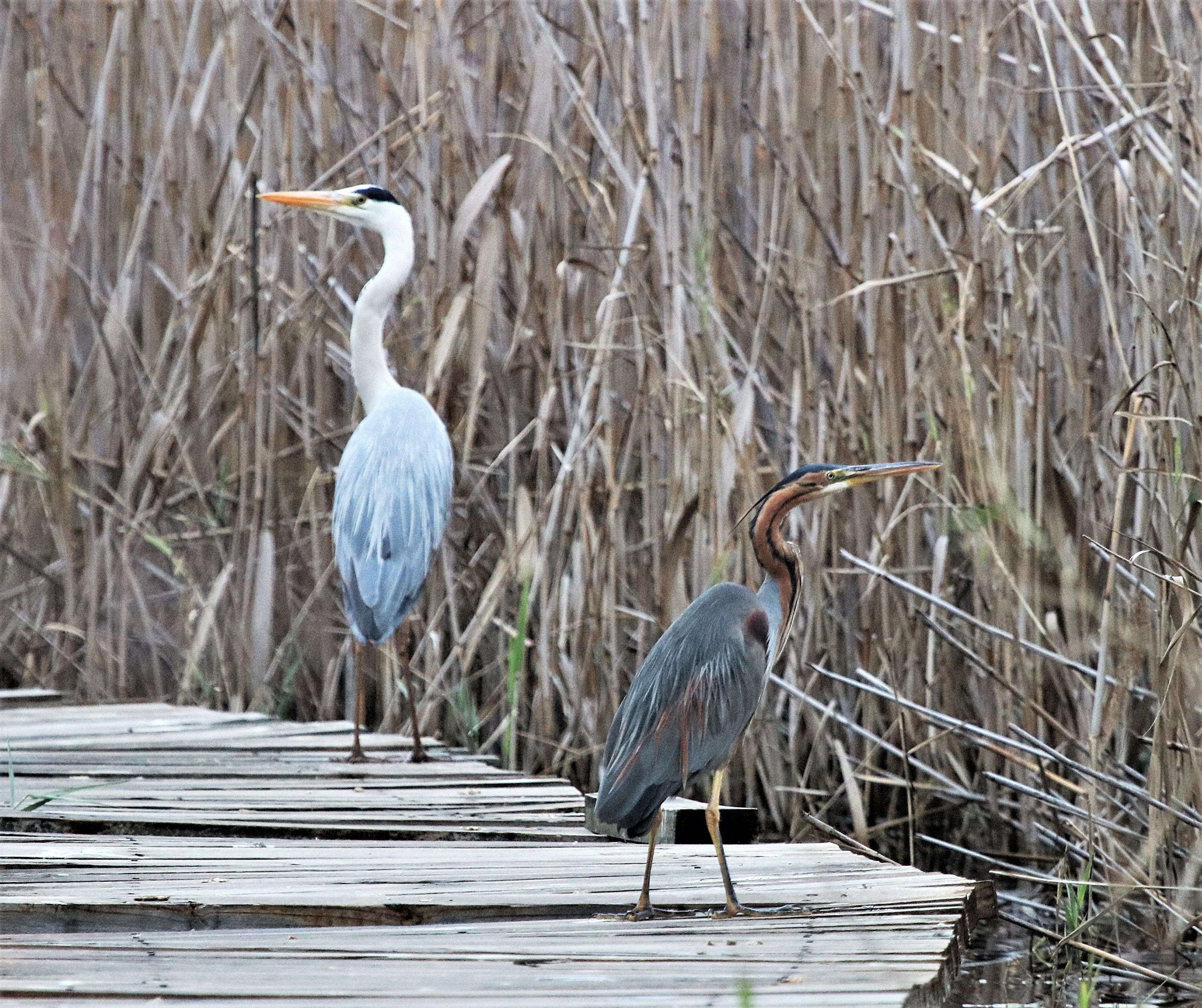 Purple Heron Grey Heron Bo-Langvlei Western Cape South Africa