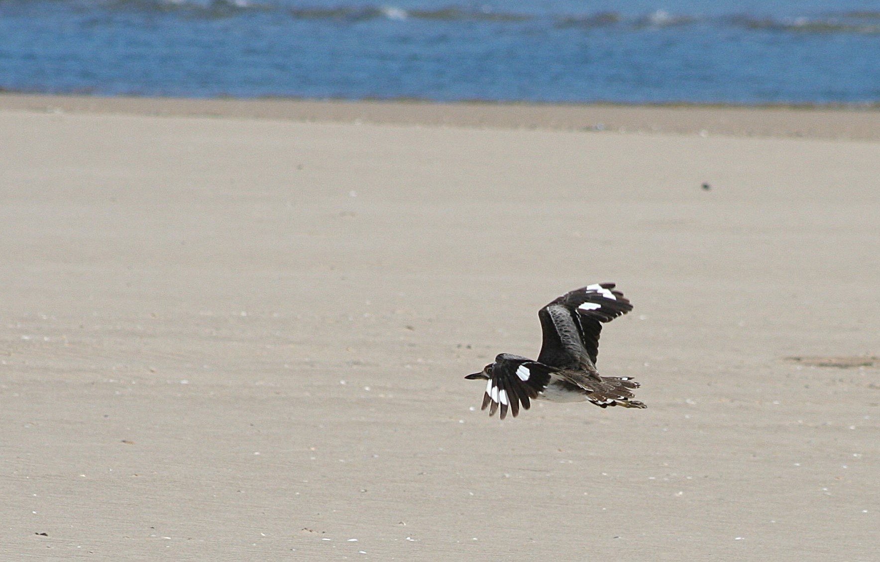 Water Dikkop Plettenberg Bay South Africa
