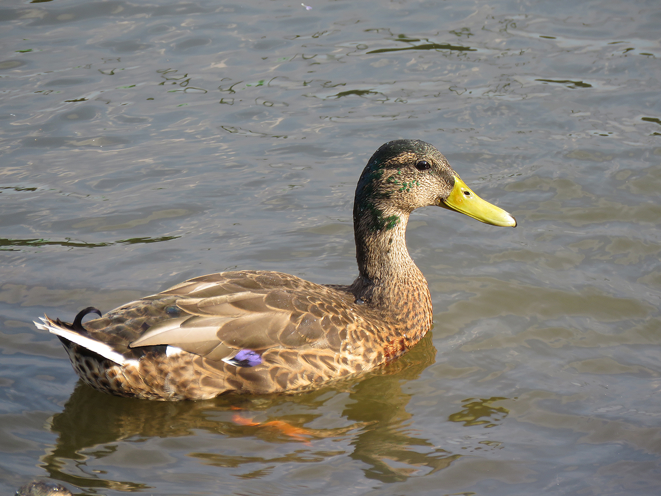Mallard Drake River Vltava, Prague, Czech Republic