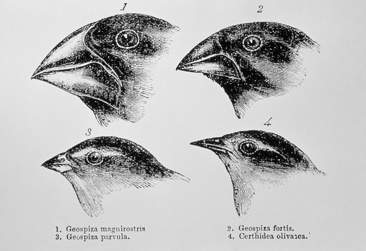 Darwin's finches  Galapagos Islands