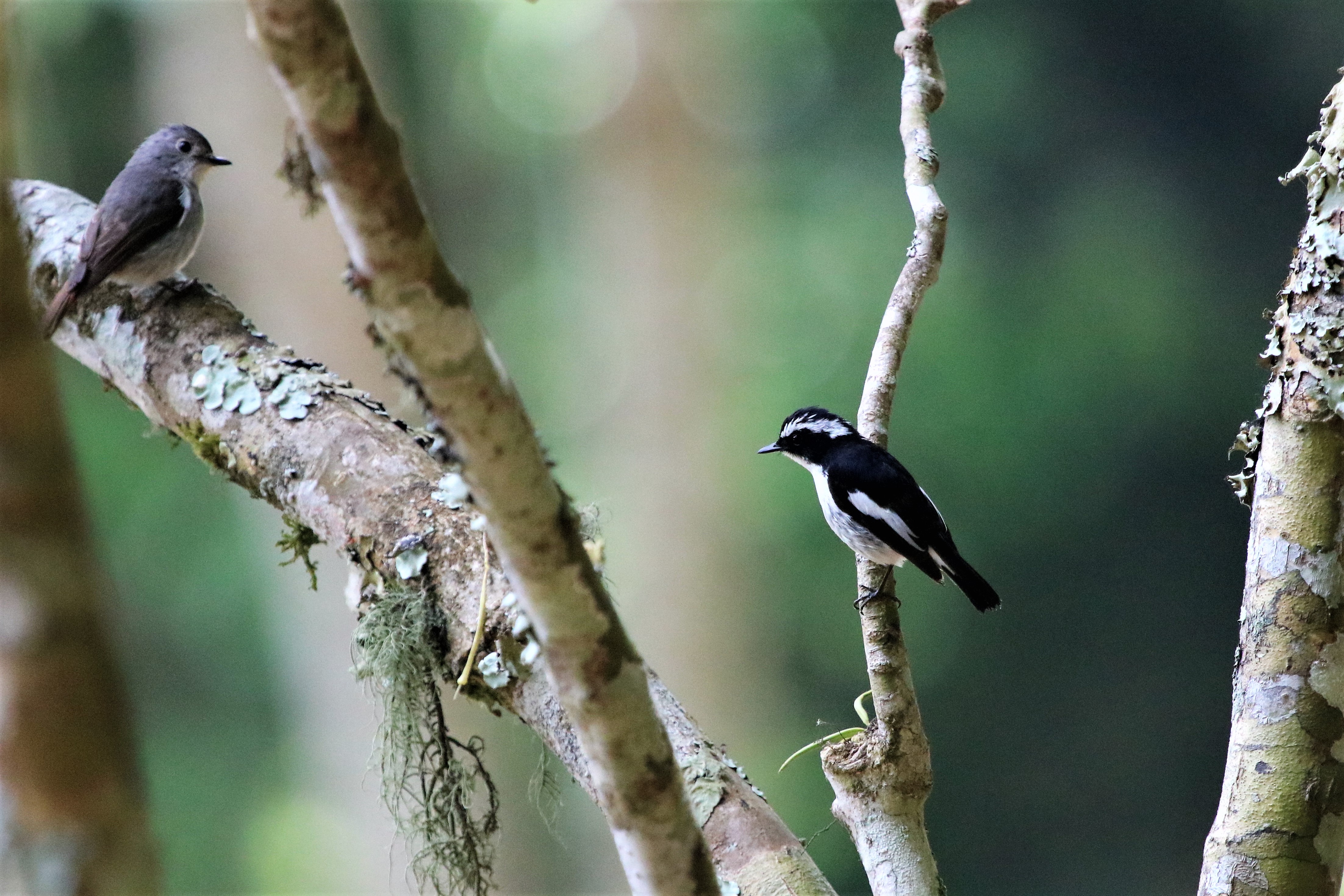 Little Pied Flycatcher Bali Indonesia