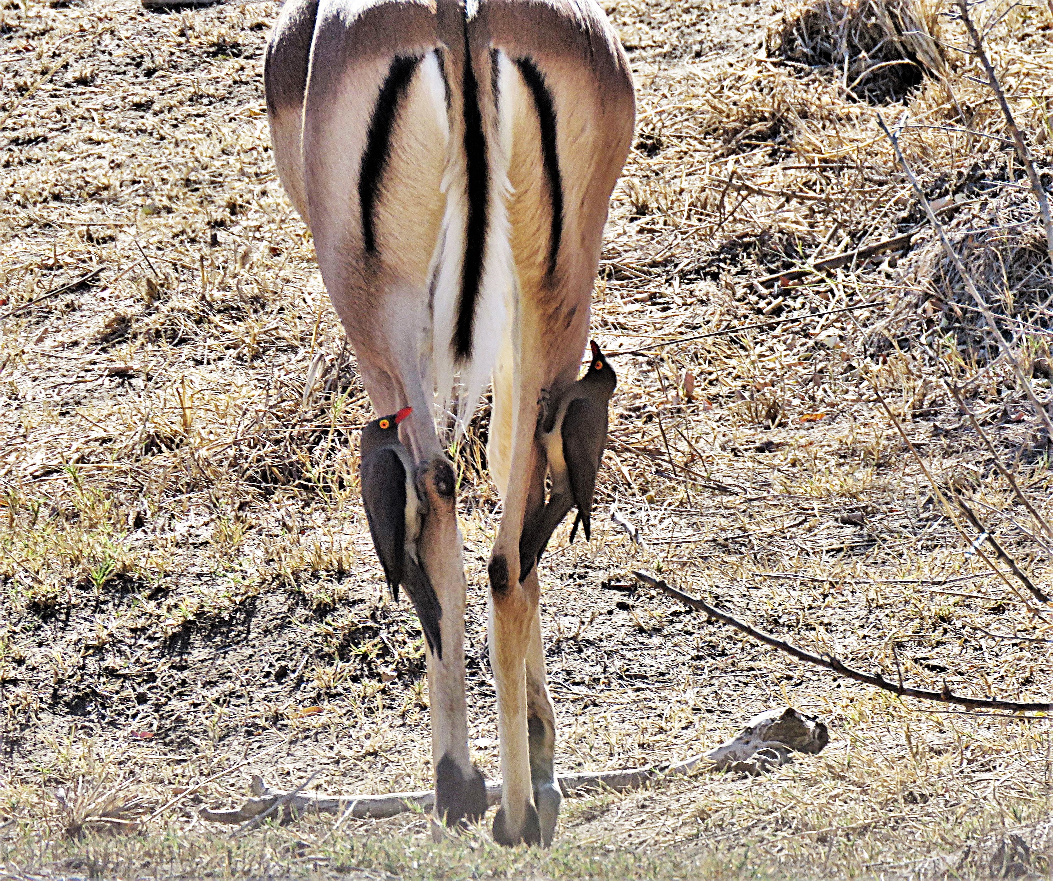 Red-billed oxbill/Impala  Southern Kruger South Africa