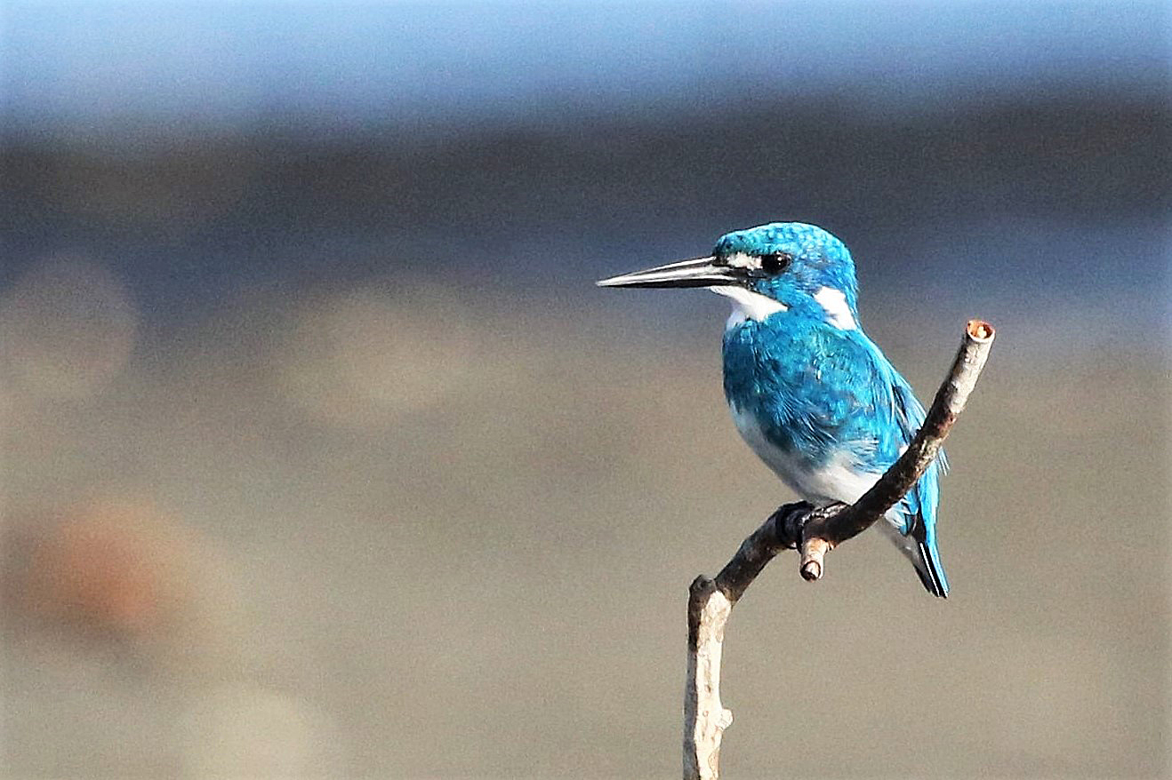 Cerulean Kingfisher West Bali National Park, Indonesia