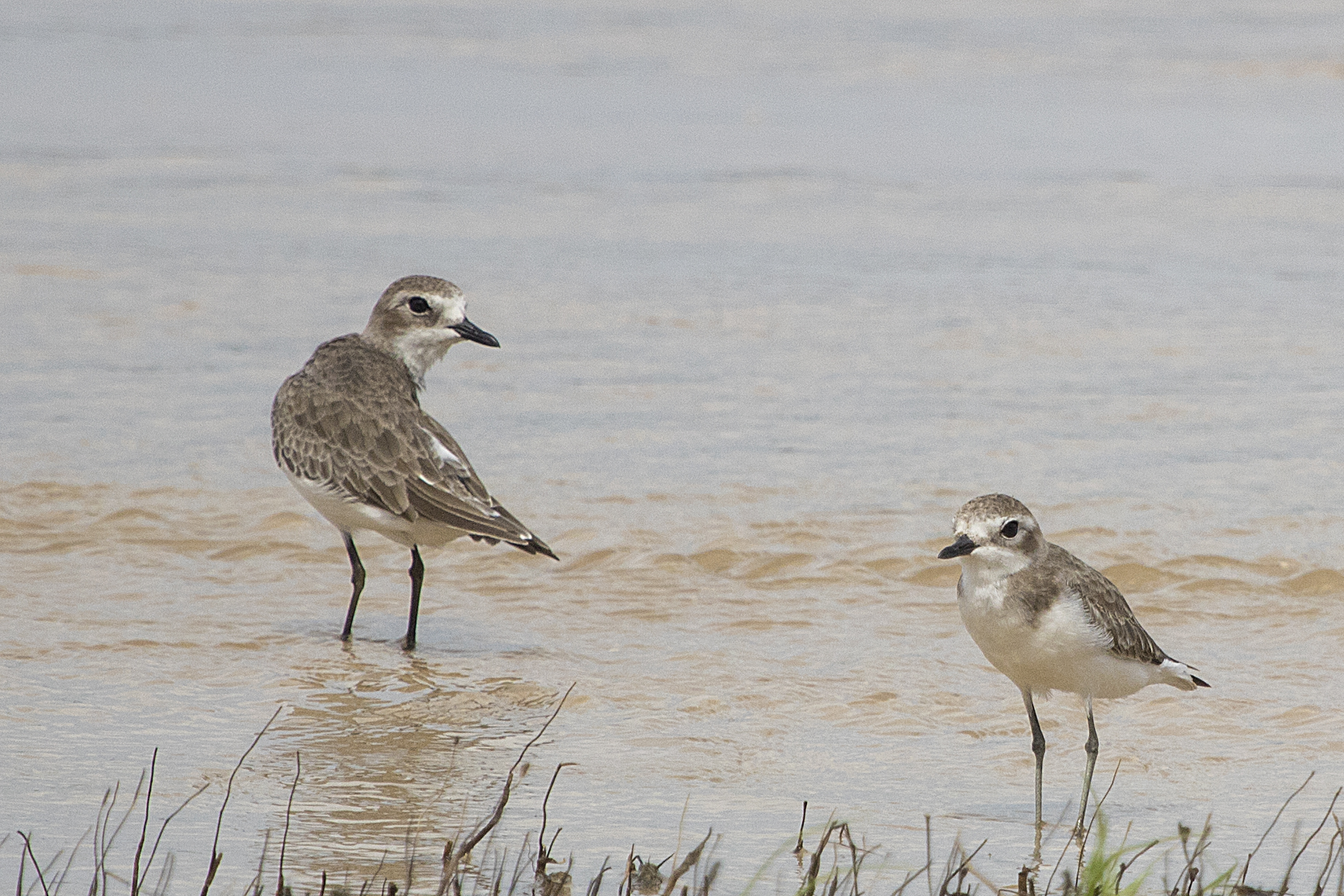 Greater and Lesser Sand Plover Phuket Thailand