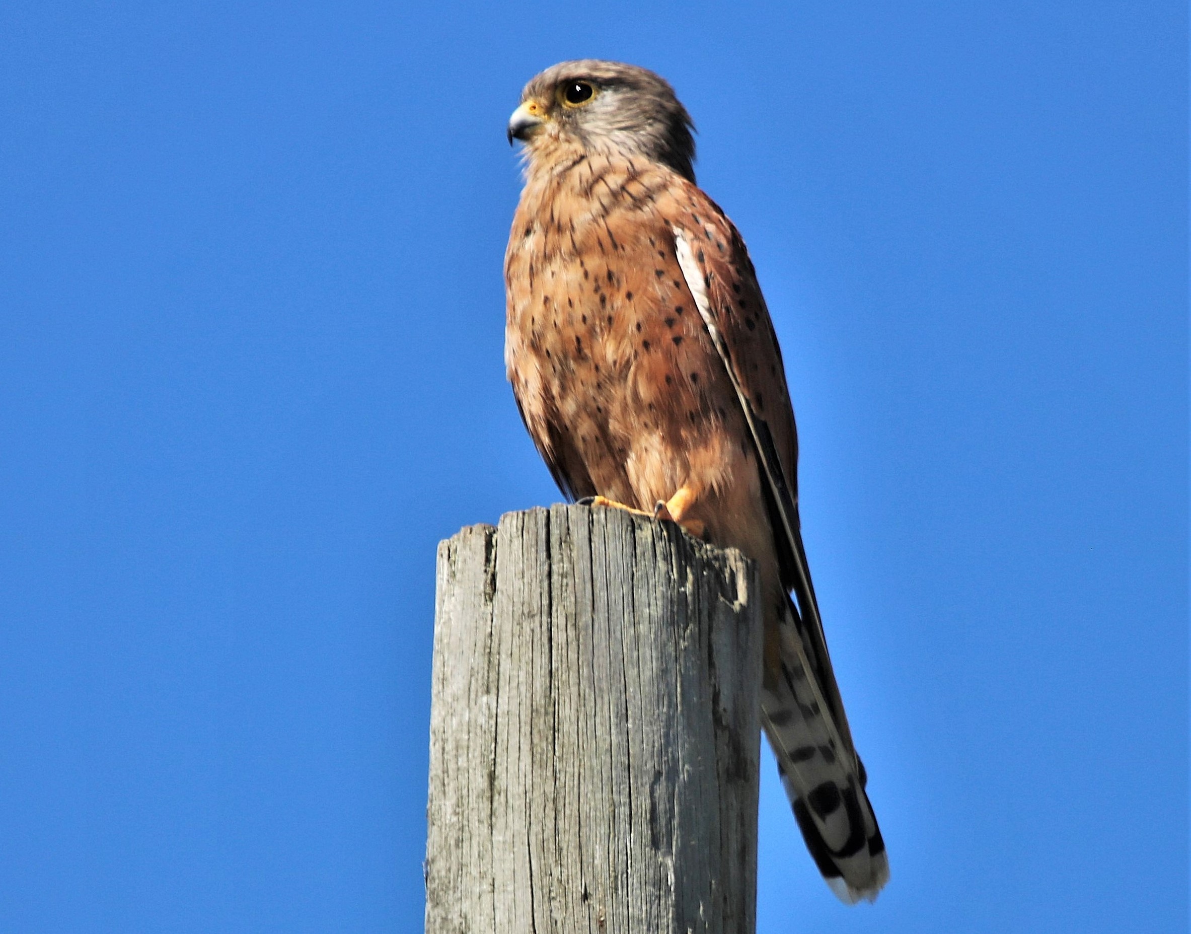 Rock Kestrel Brenton Western Cape