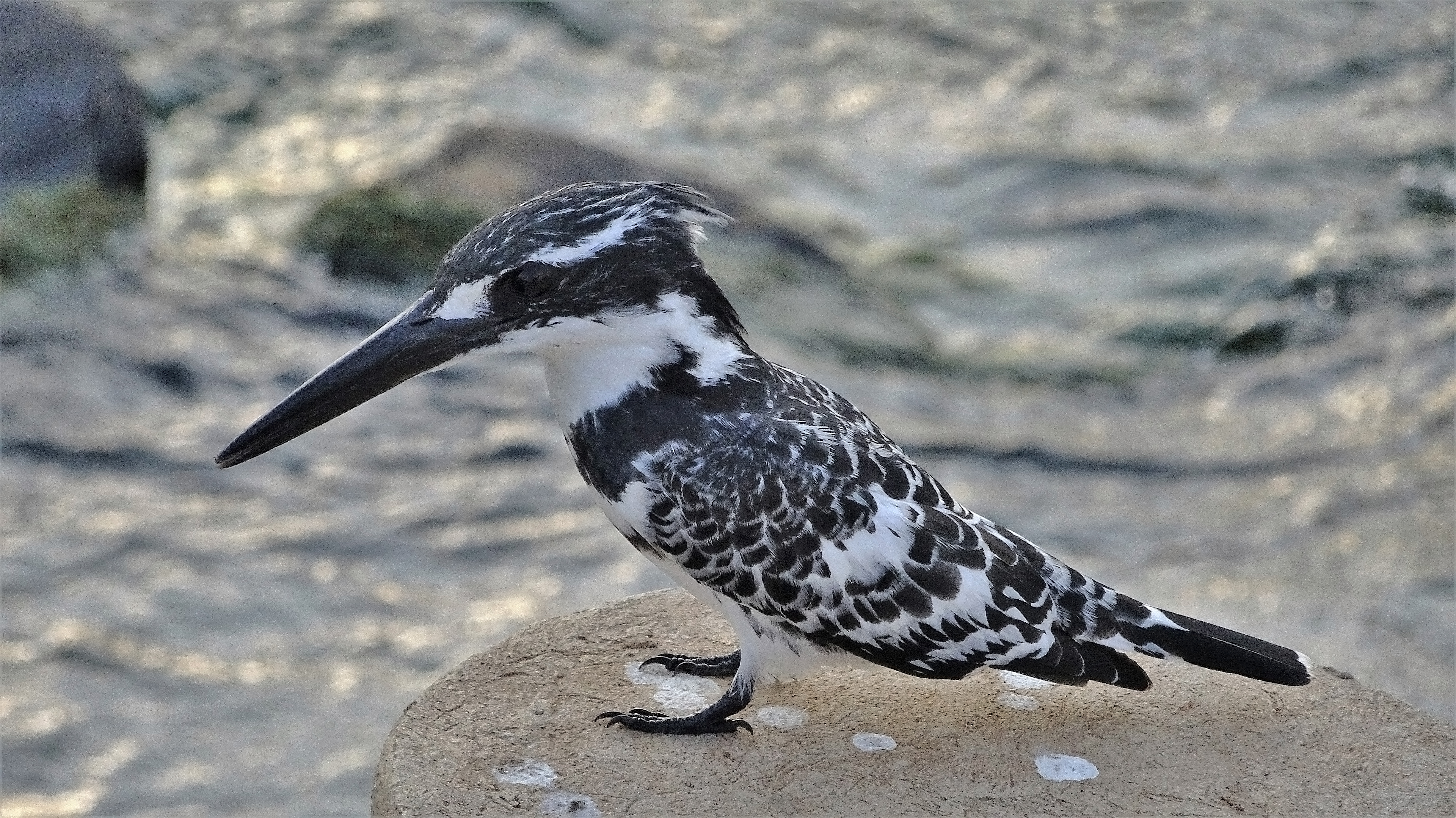 Pied Kingfisher Kruger National Park South Africa