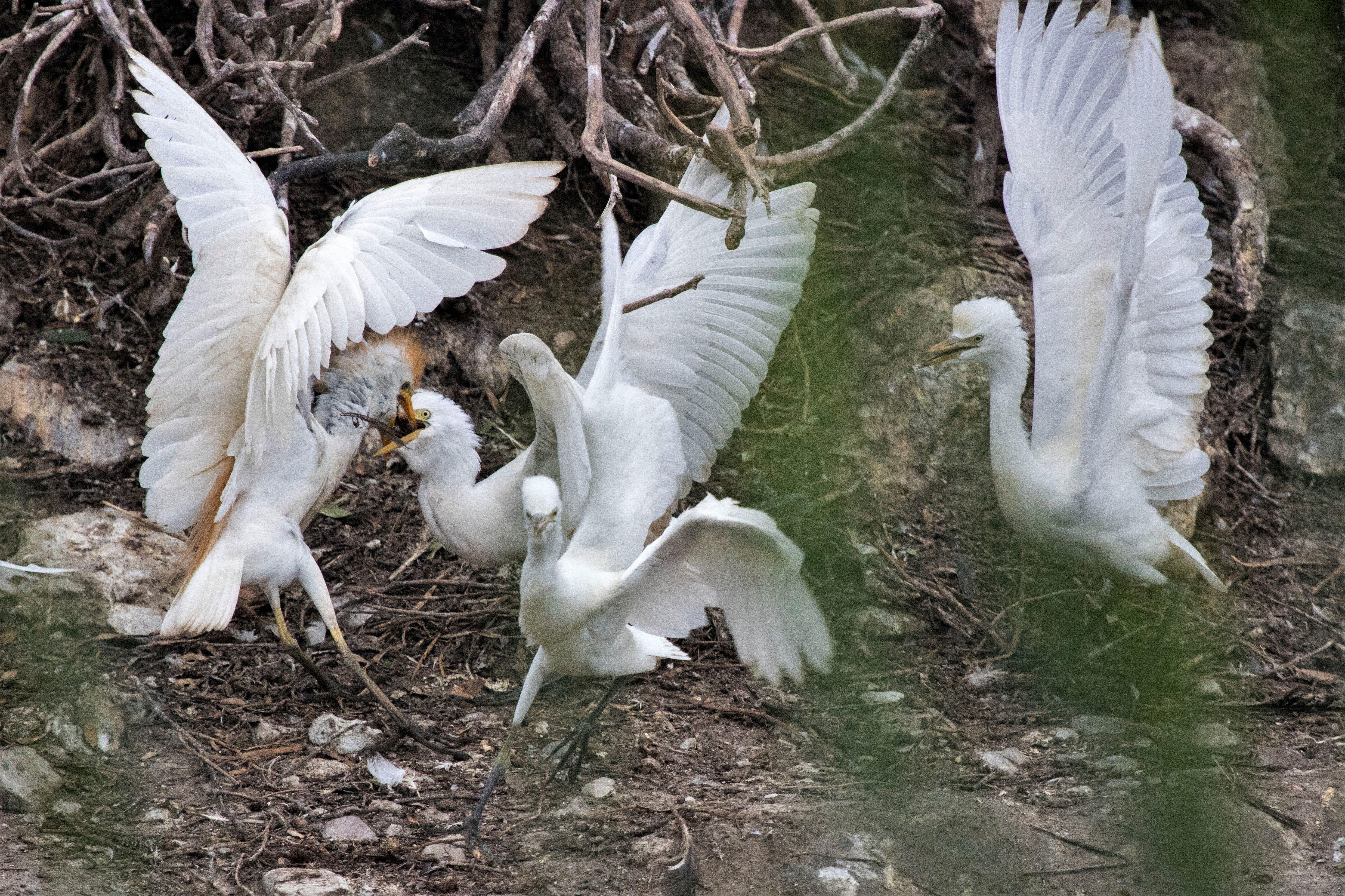 Yellow-billed Egret Thesen Island South Africa
