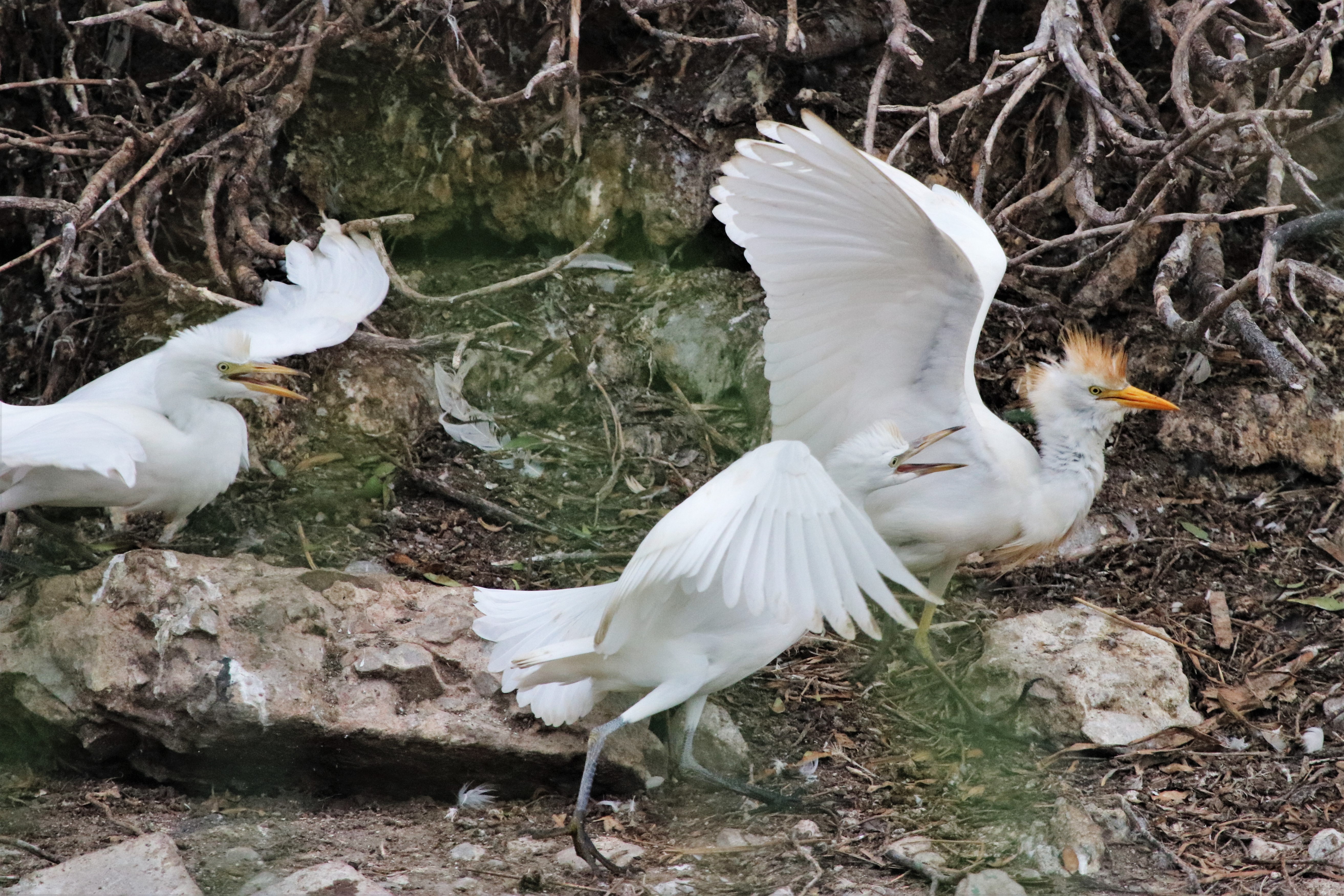 Yellow-billed Egret Thesen Island South Africa