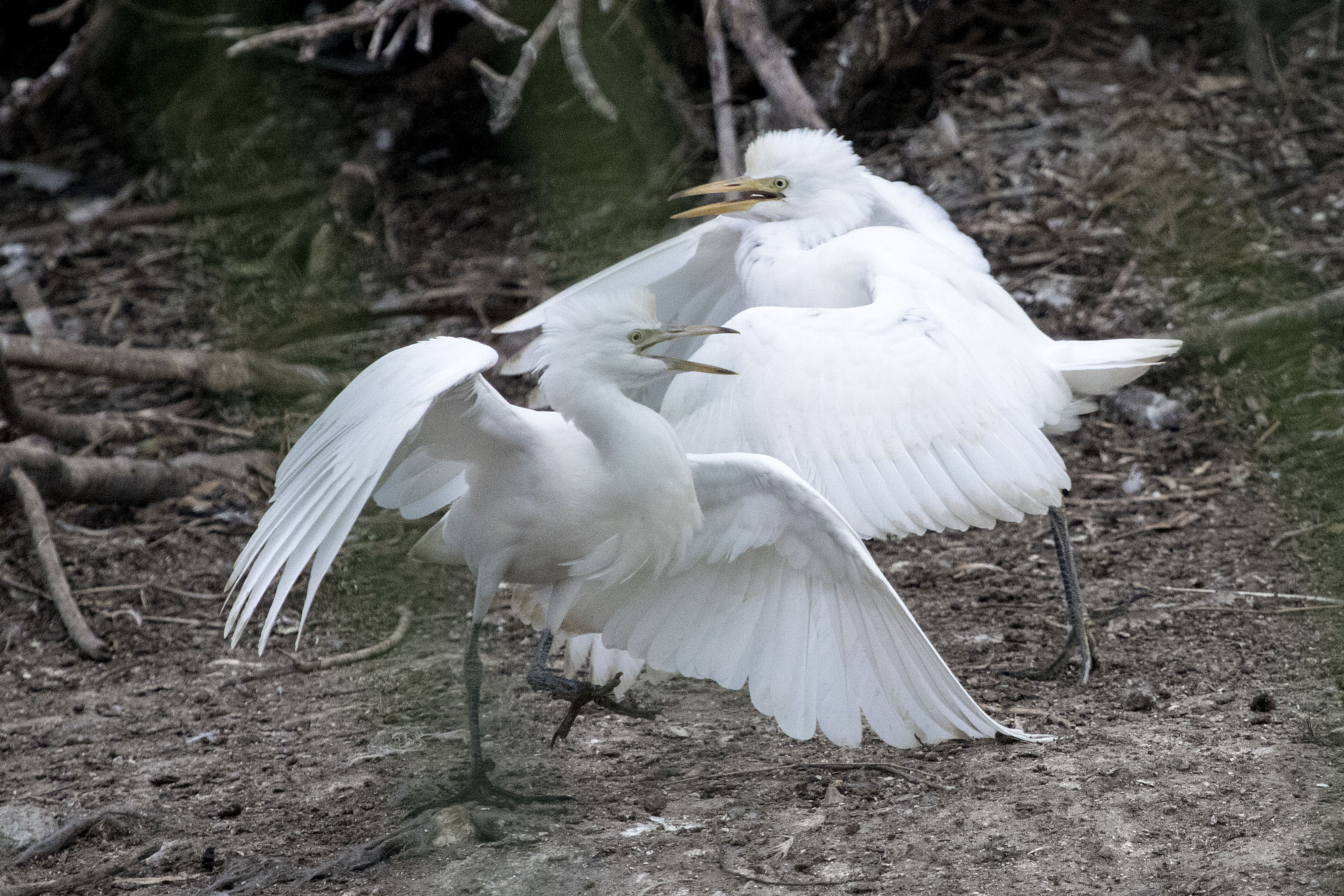 Yellow-billed Egret  Thesen Island South Africa