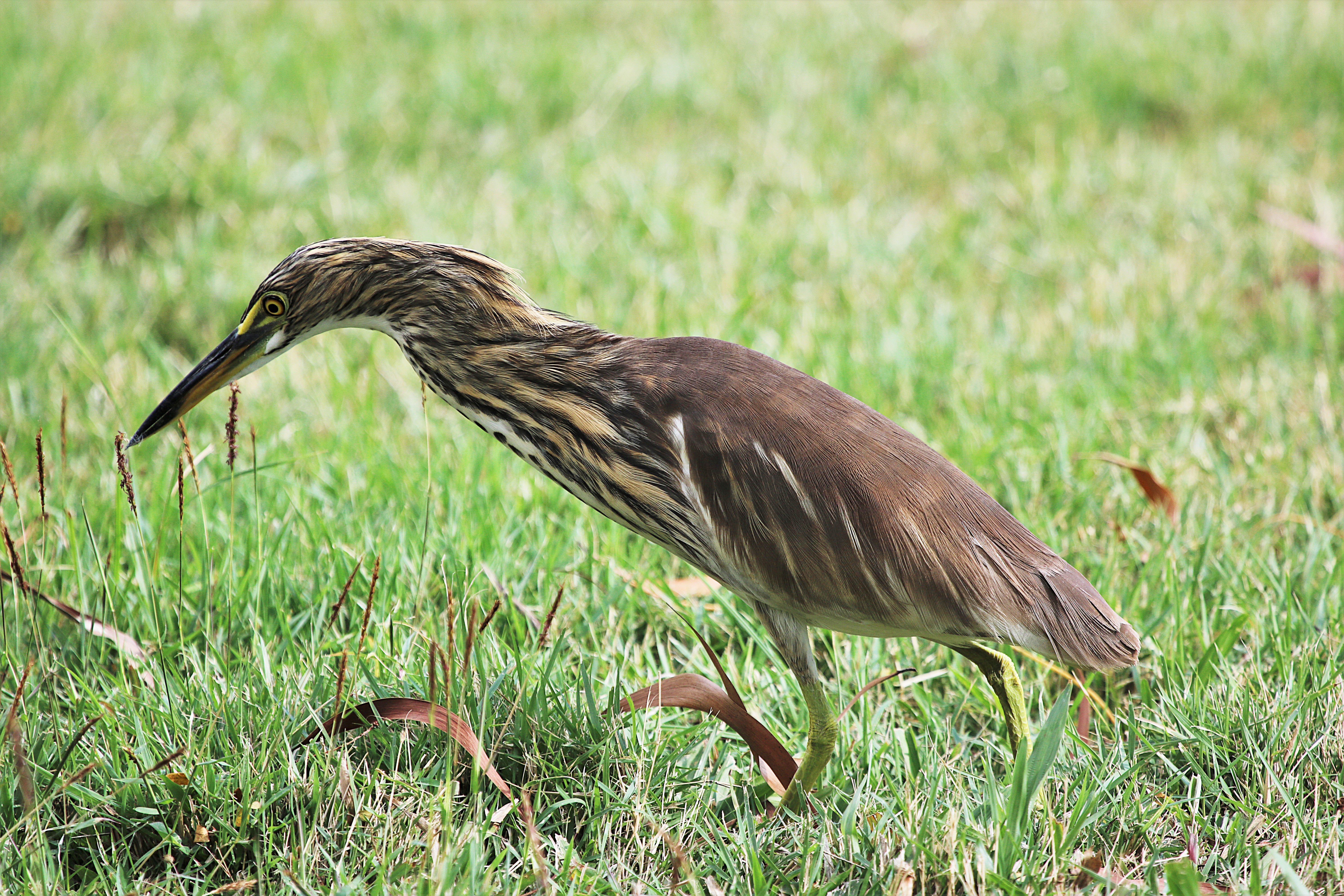 Pond heron Bangkok Thailand