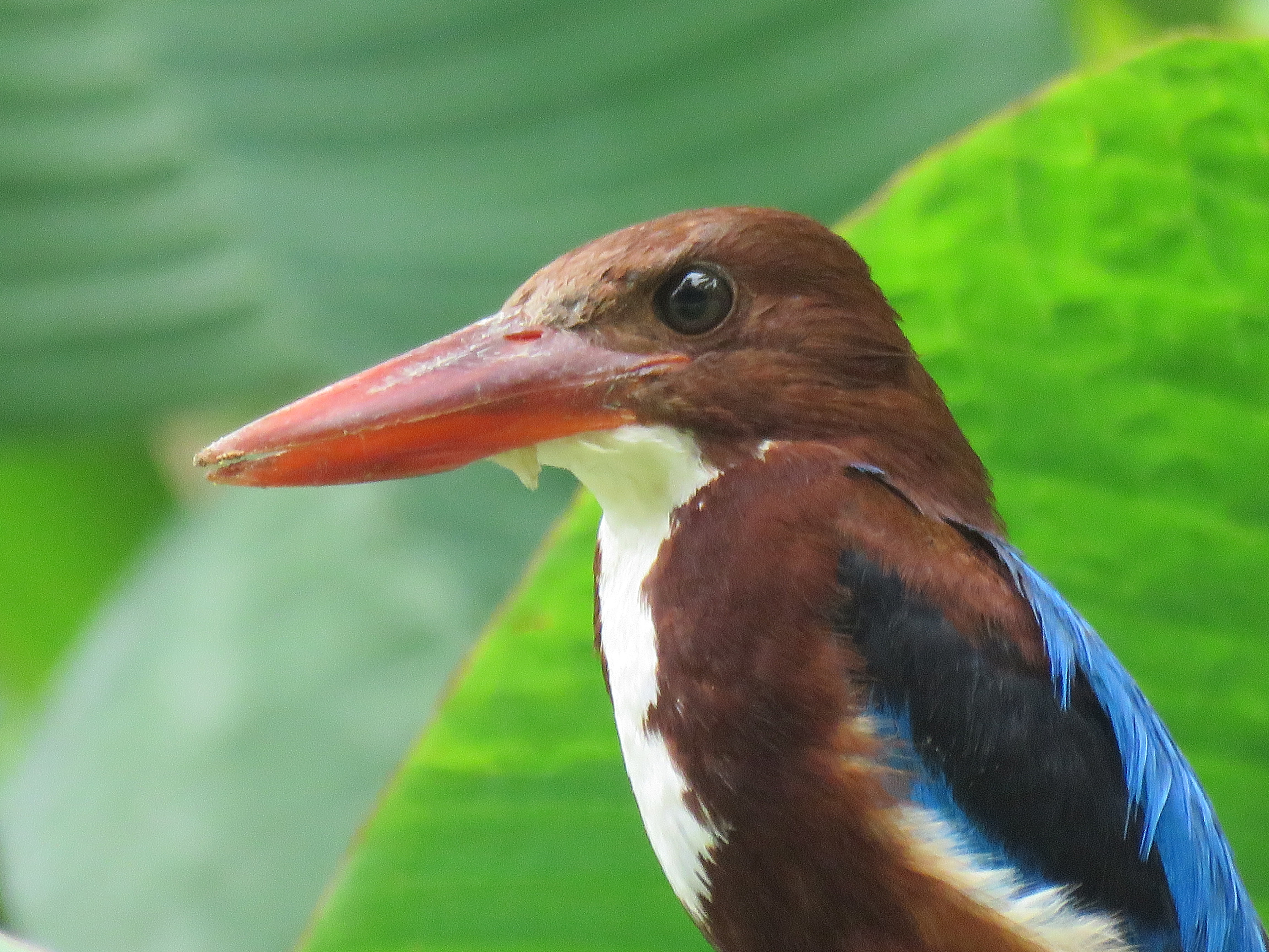 White-fronted Kingfisher Botanic Gardents Bali Indonesia
