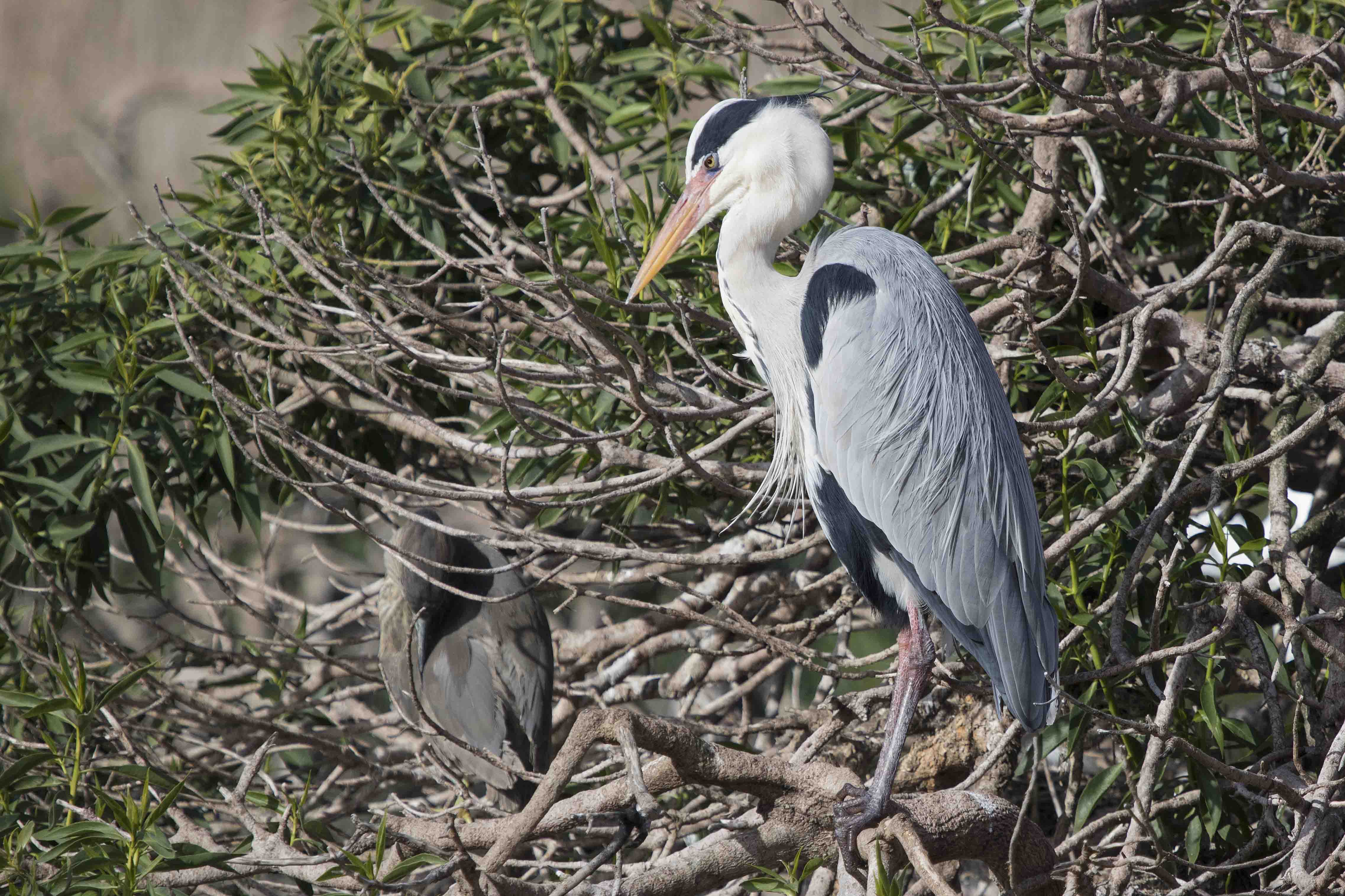 Grey Heron Thesen Island South Africa