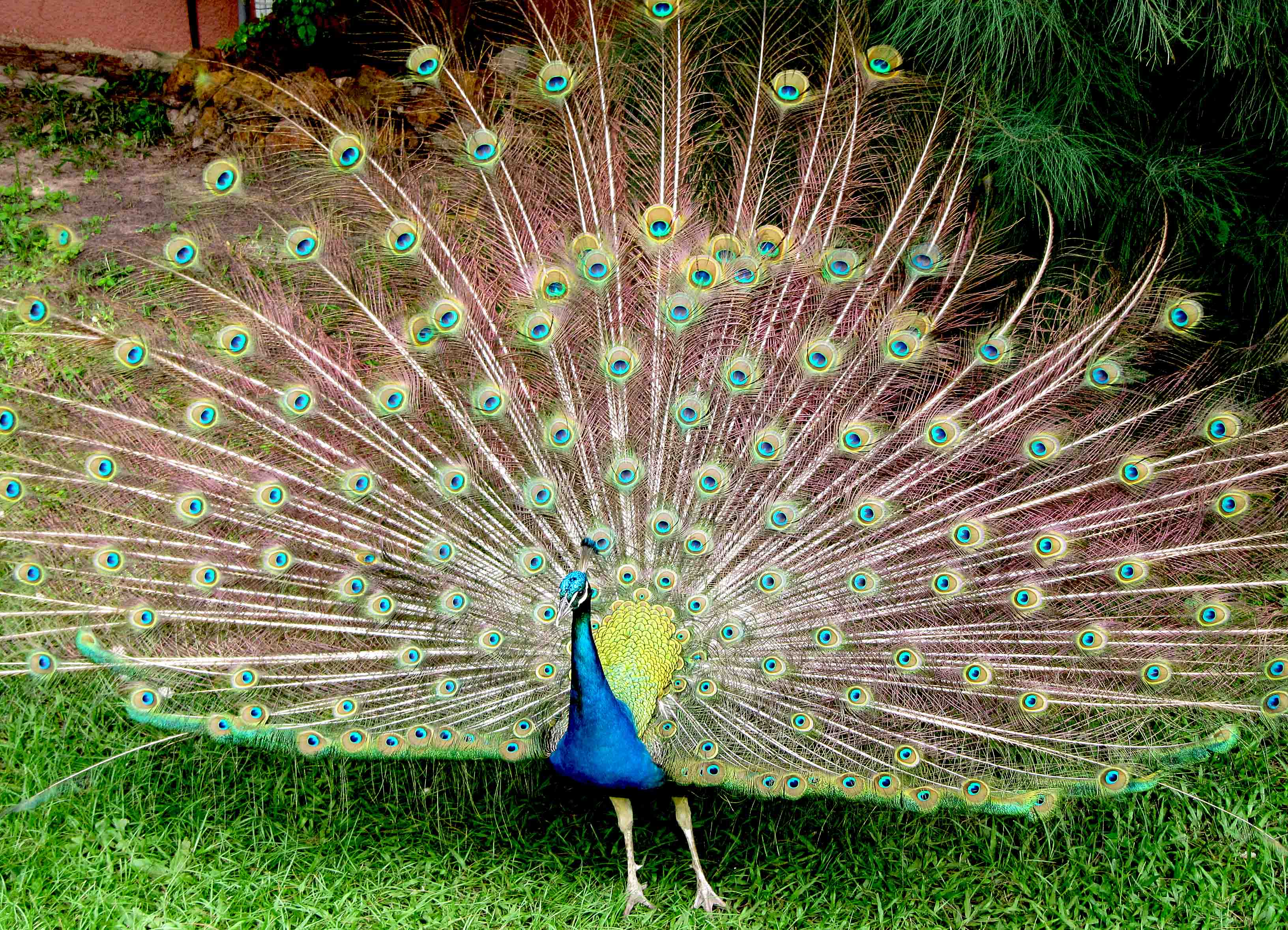Peacock The Gambia West Africa