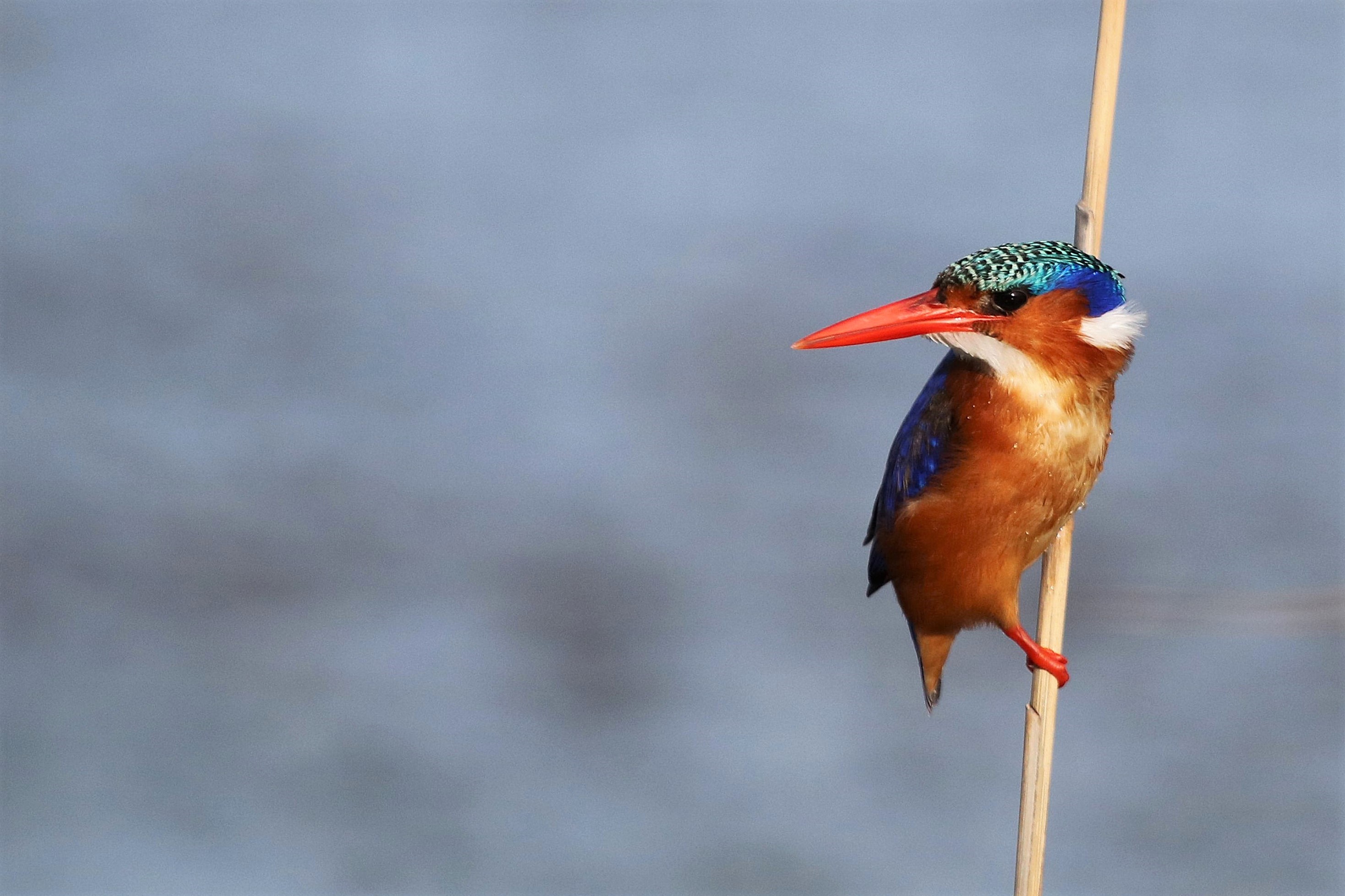 Malachite Kingfisher Rondelvlei, Western Cape, SA