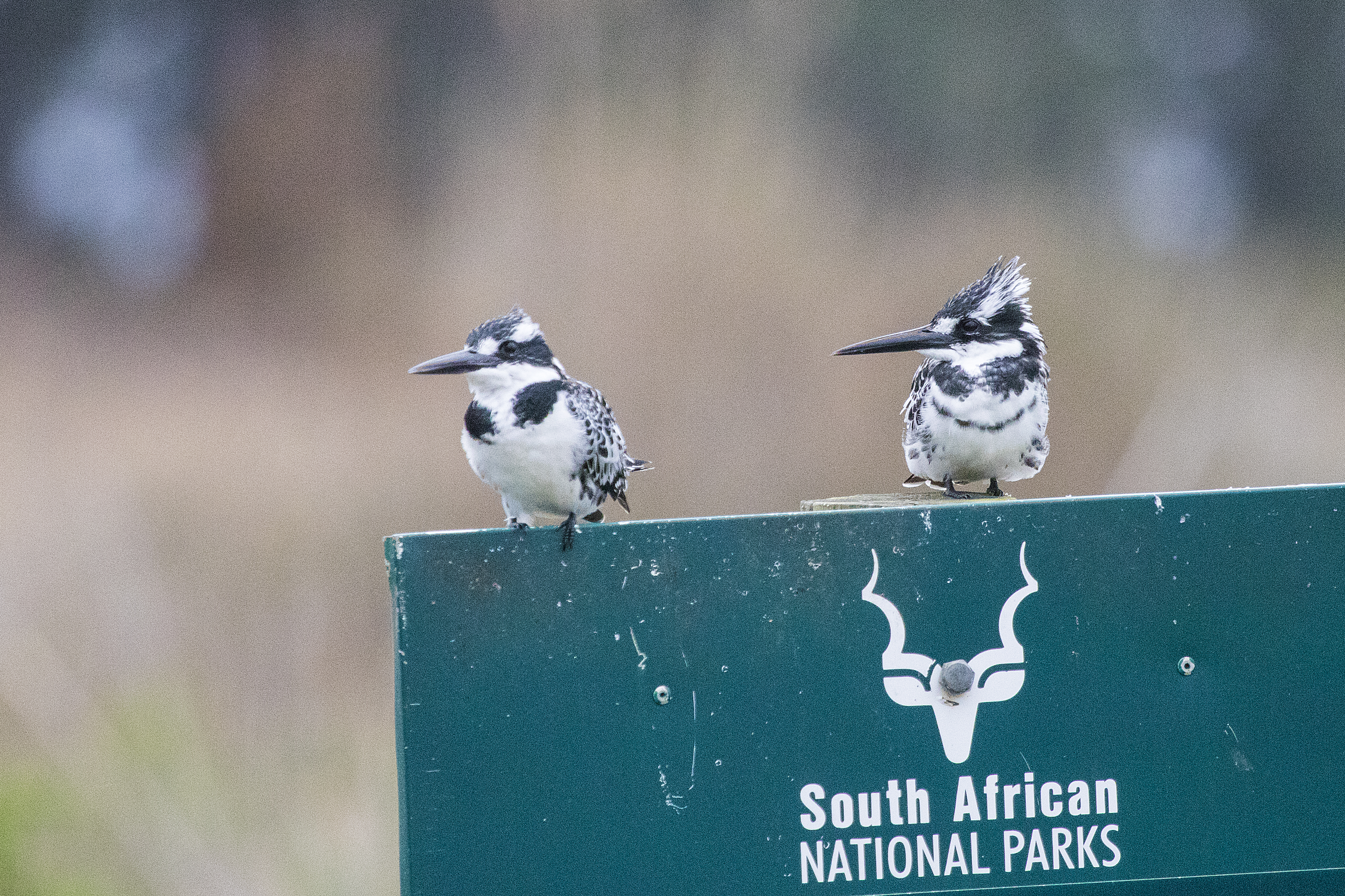 Pied Kingfisher Rondevlei Western Cape SA