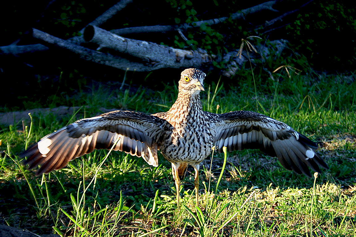 Spotted Dikkop Leisure Island South Africa