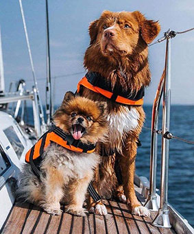 Dogs 