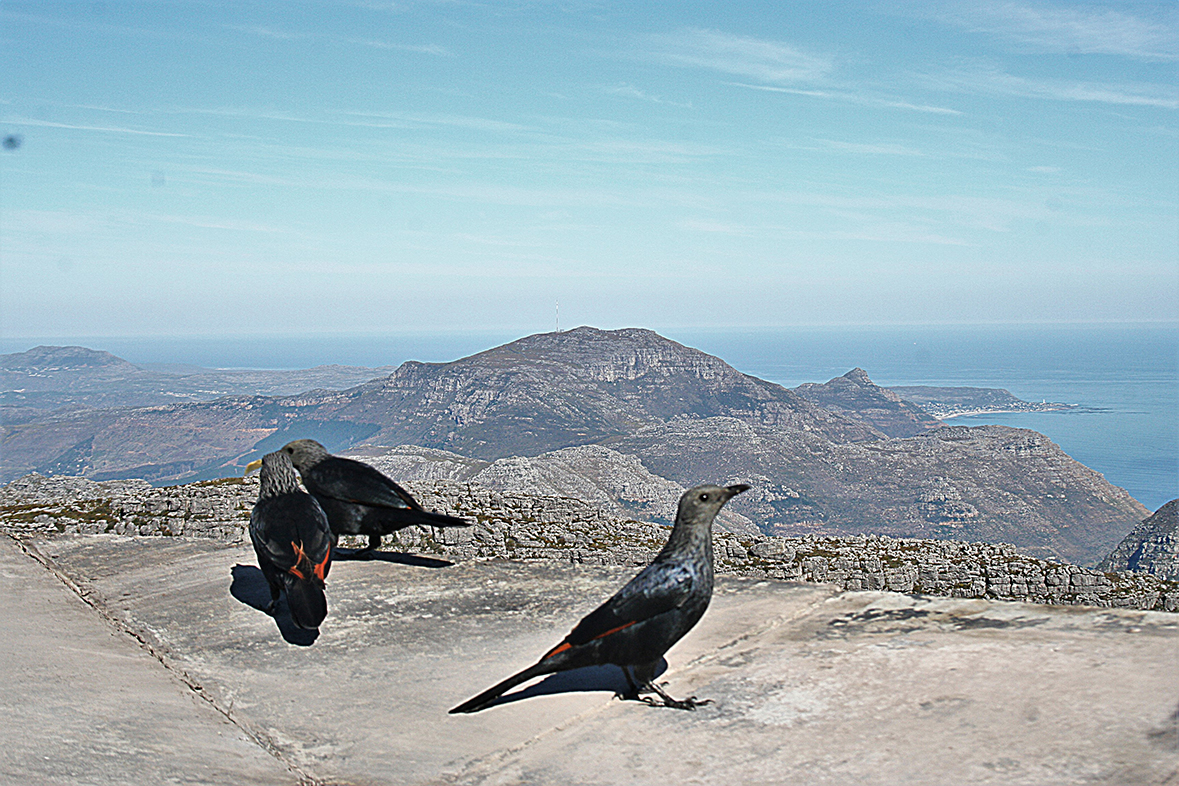 Redwing Starling Table Top Mountain South Africa