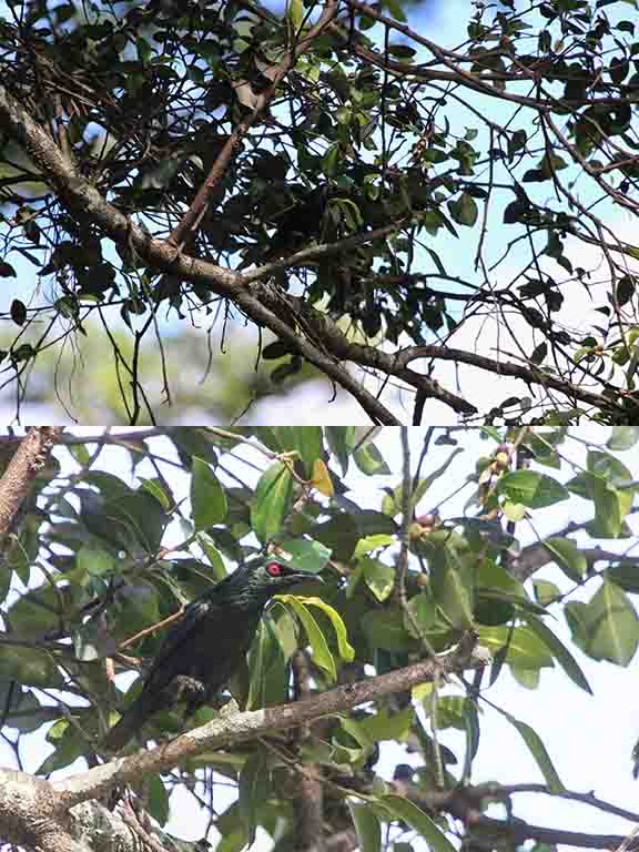 Asian Glossy Starling Samosir Island Sumatra