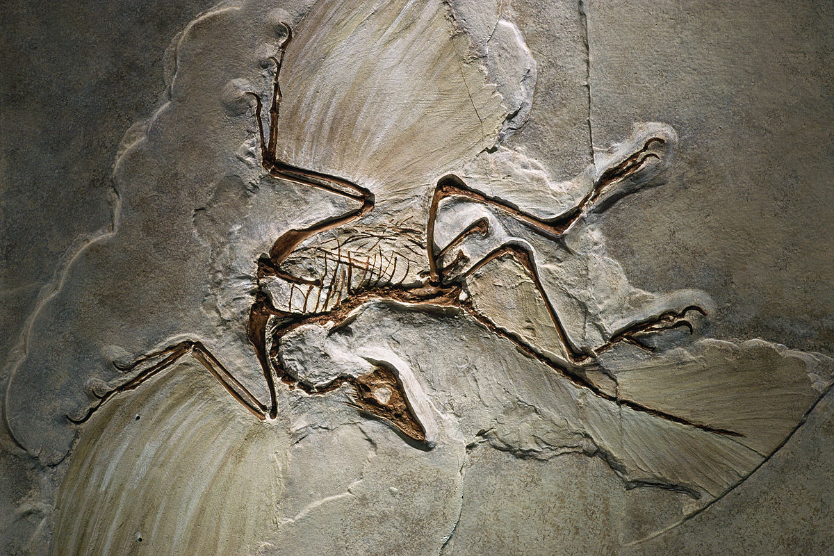 Archaeopteryx  Germany
