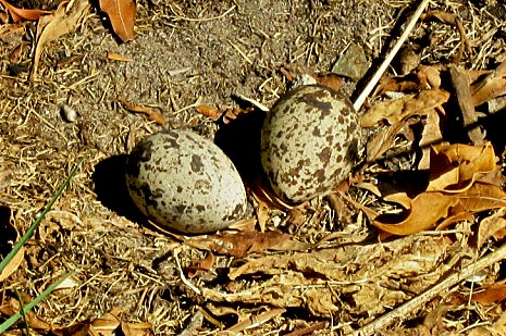 Spotted Dikkop Leisure Island South Africa