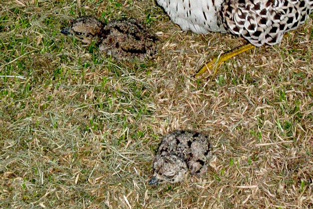 Spotted Dikkop Chicks Leisure Island Western Cape
