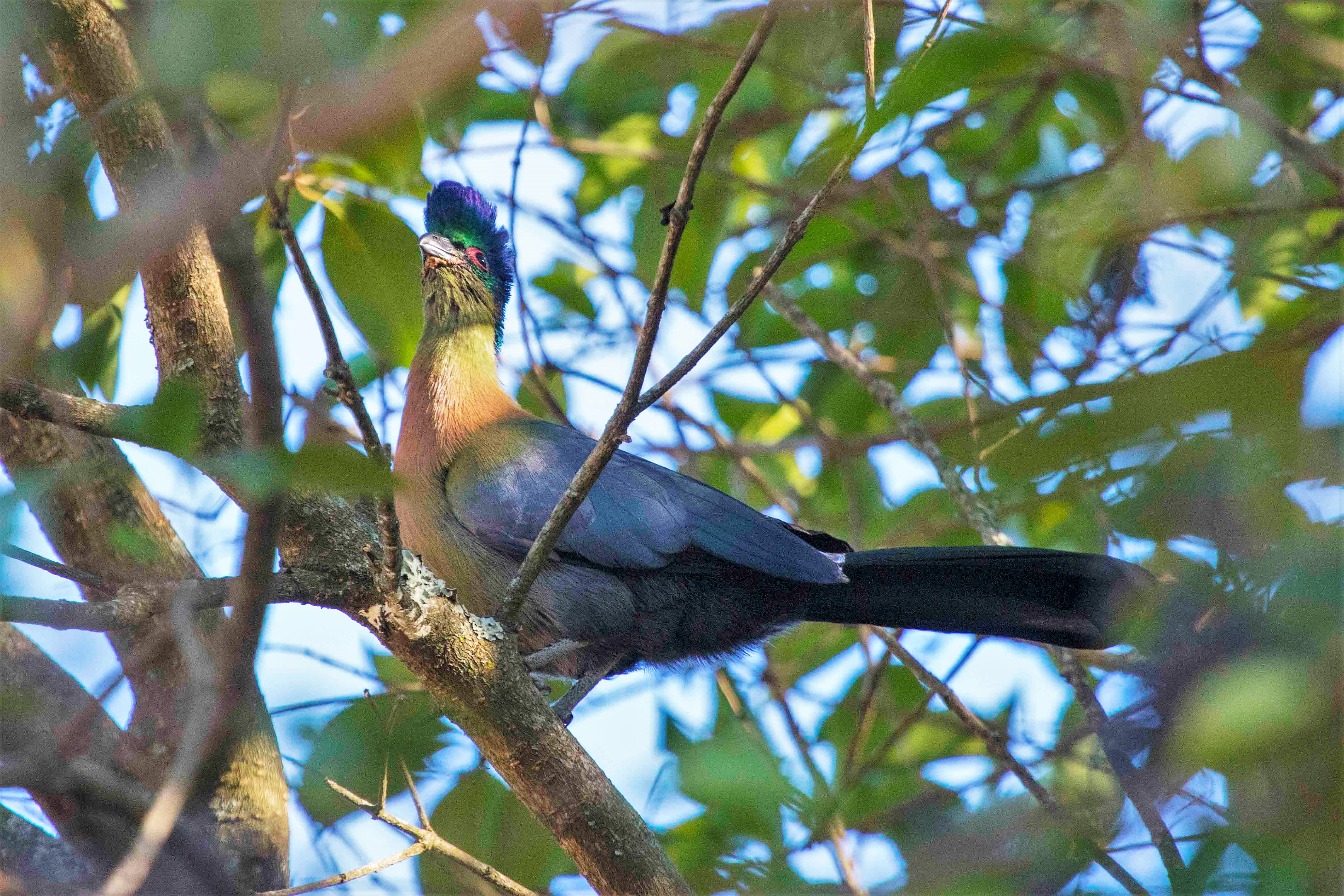 Purple-crested Lourie Harare Zimbabwe