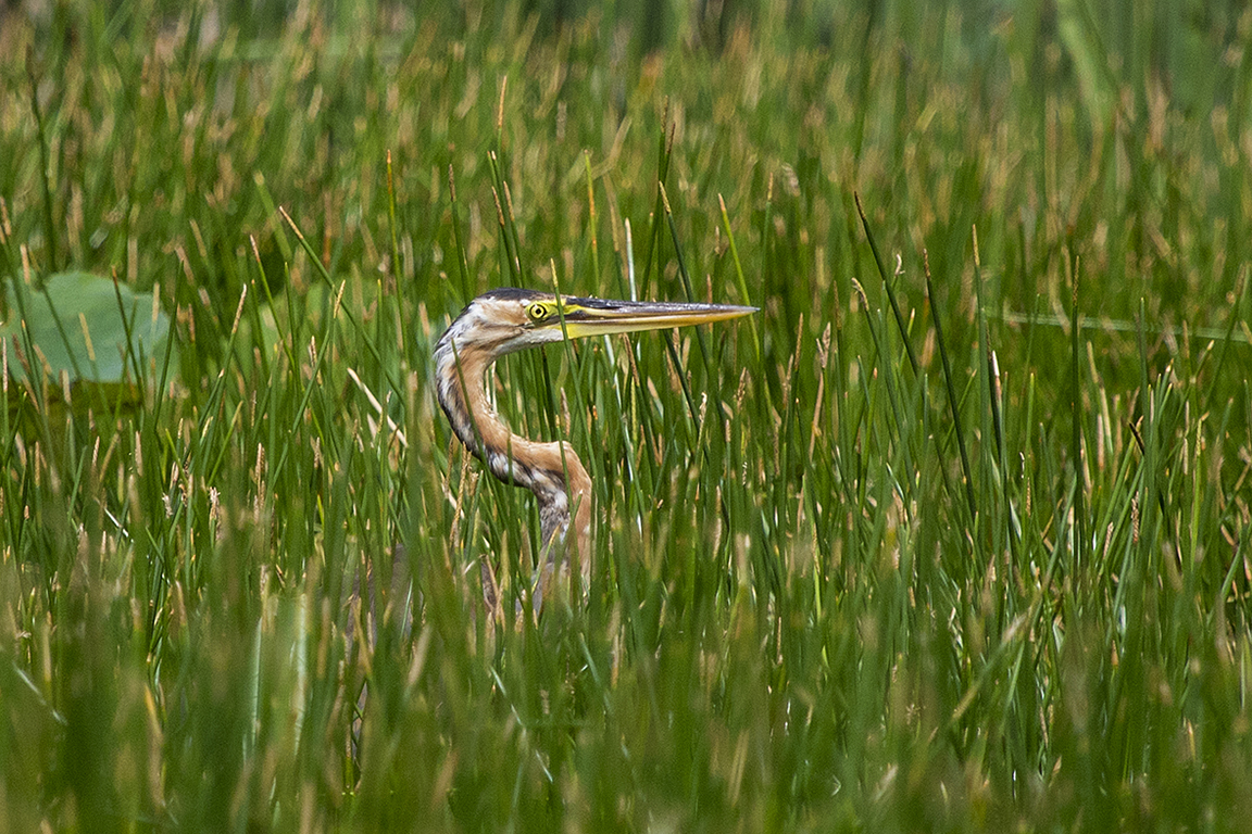 Purple Heron Khao Sam Roi Yot Thailand
