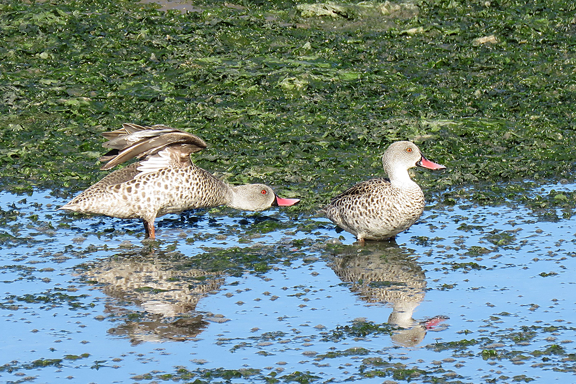 Res-billed Teal  Thesen Island South Africa