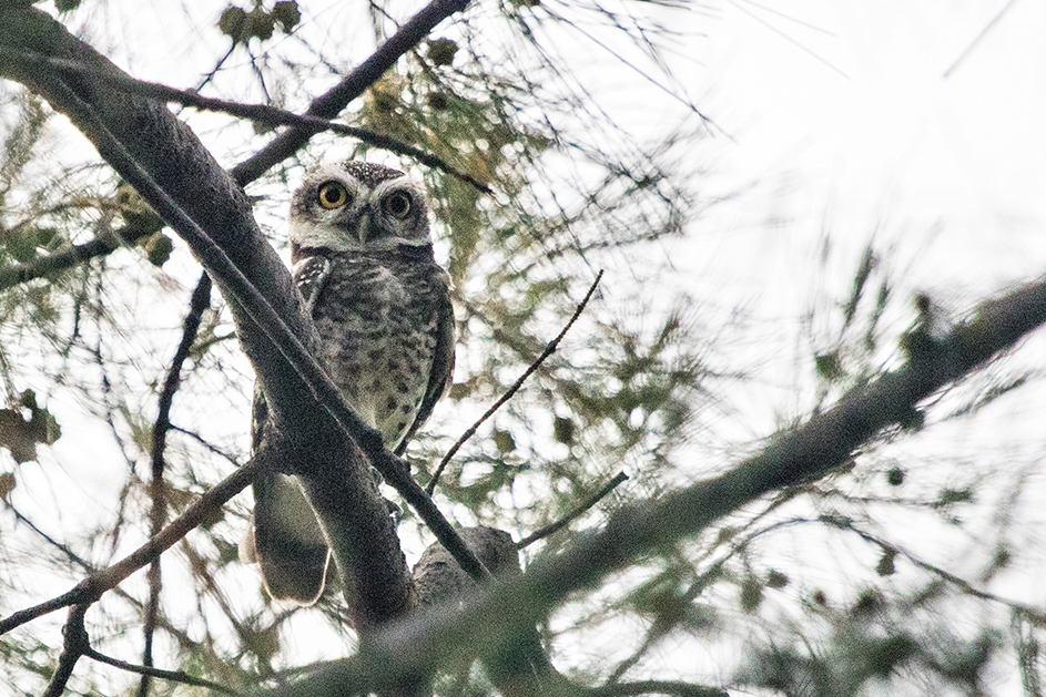 Spotted Owlet Khao sam Roi Yot Thaialnd