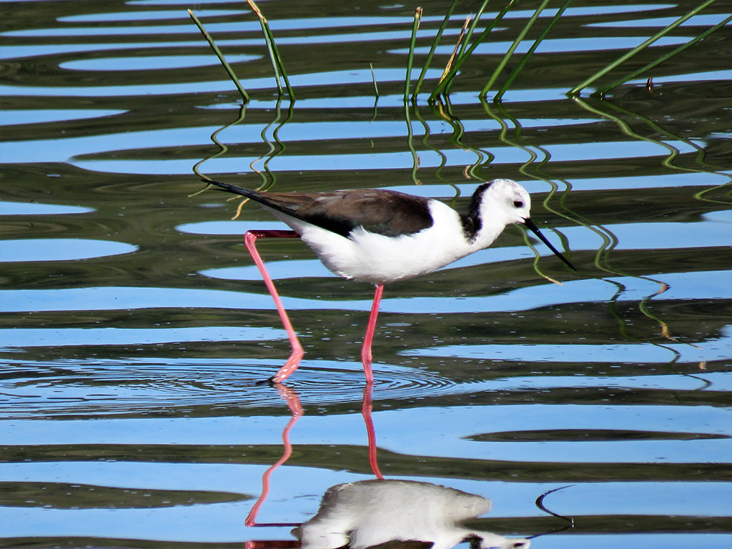 Black-winged Stilt  Knysna South Africa