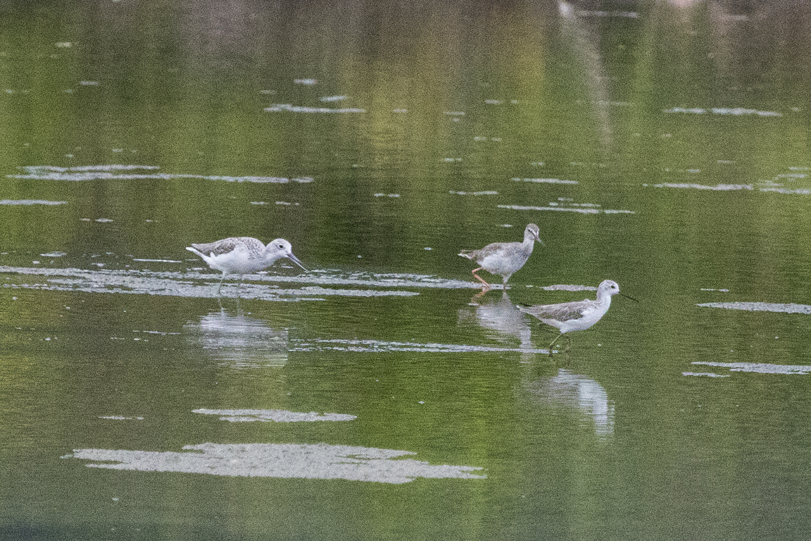 Greenshank, Spotted Redshank, Marsh Sandpiper Khao Sam Roi Yot, Thailand