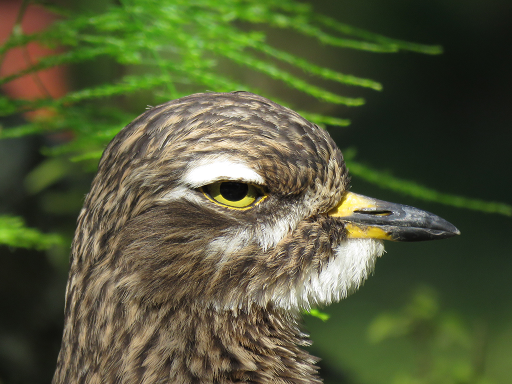 Spotted Dikkop  Leisure Island South Africa